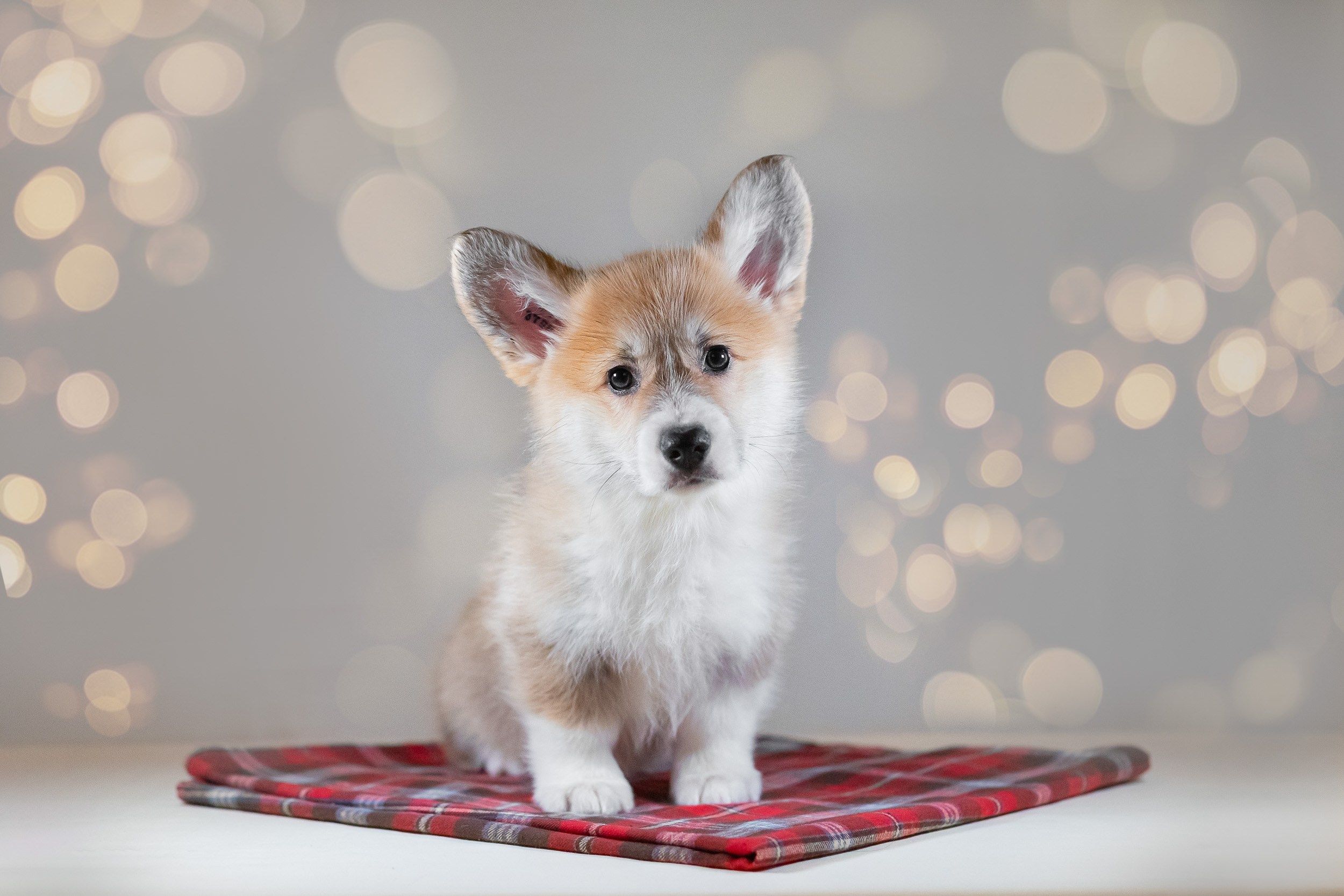 Вельш Корги Пемброк. Фотограф анималист, семейный фотограф, фотограф собак Комратова Мария. г. Москва