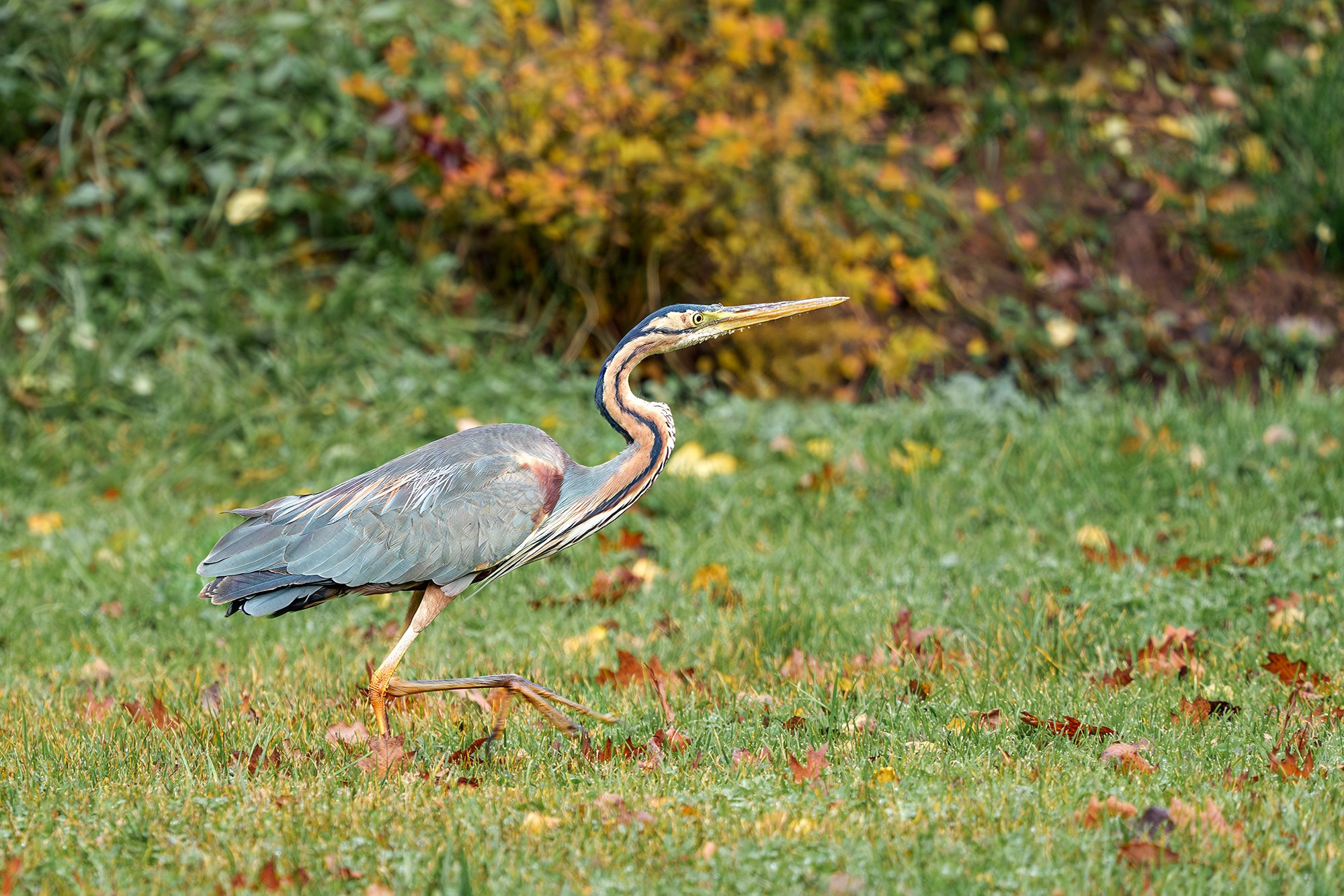 Удивительные мир птиц. Вокруг нас столько прекрасного — присмотритесь!. Ваш личный фотограф Марина Волкова