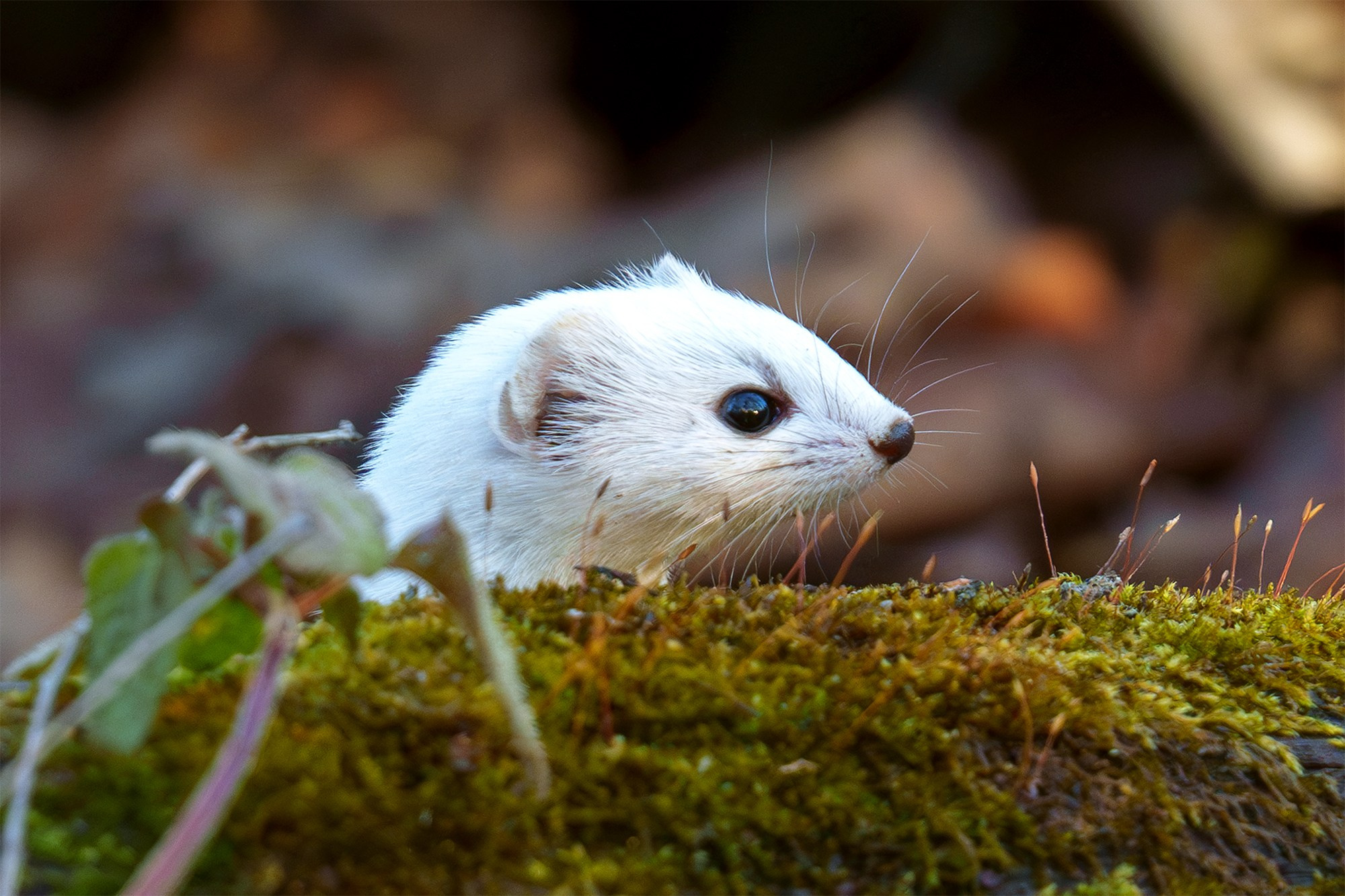 Животные. Ваш личный фотограф Марина Волкова