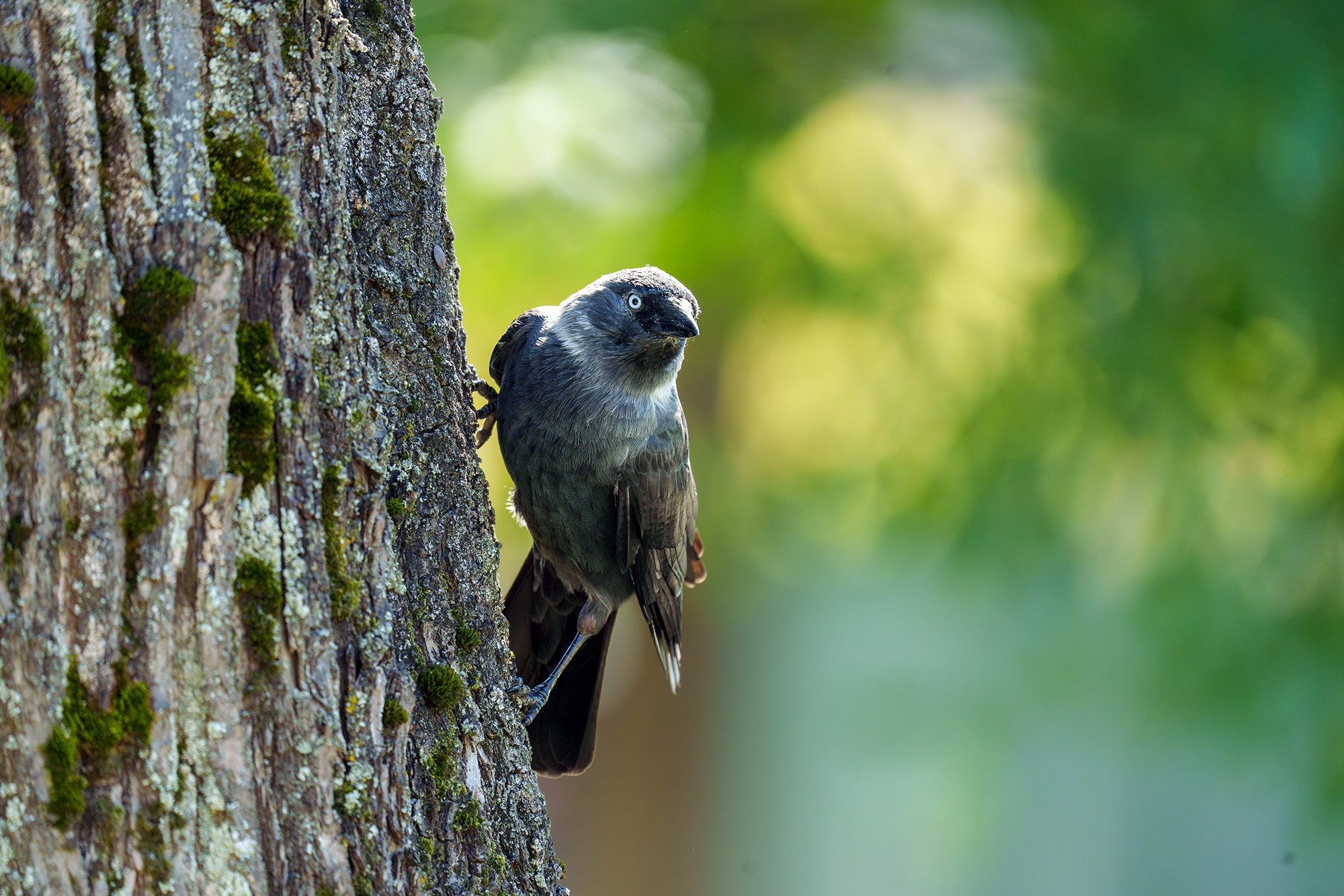 Удивительные мир птиц. Вокруг нас столько прекрасного — присмотритесь!. Ваш личный фотограф Марина Волкова