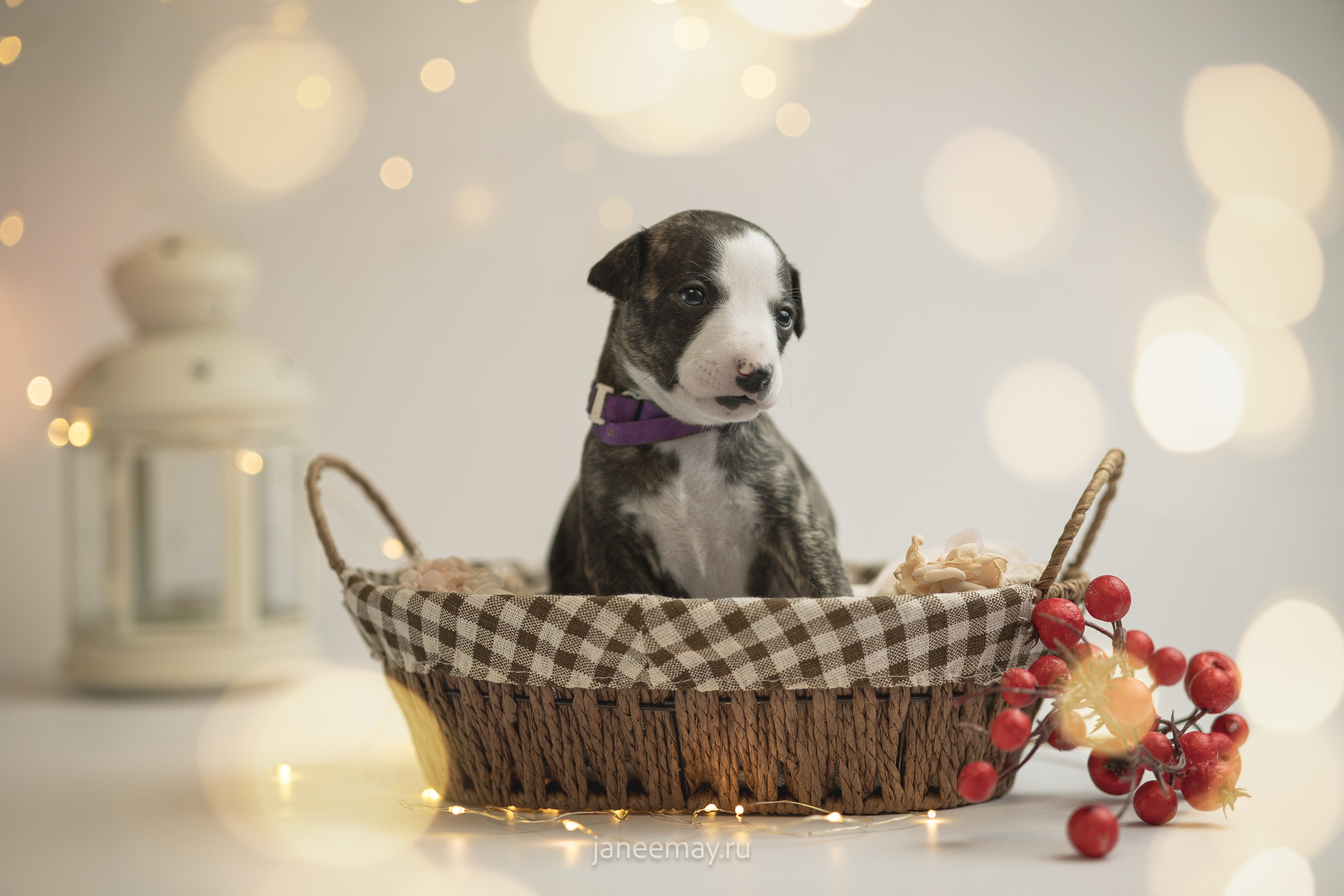 Малыши уиппеты Великбековых. Фотограф анималист в Москве Майорова Евгения