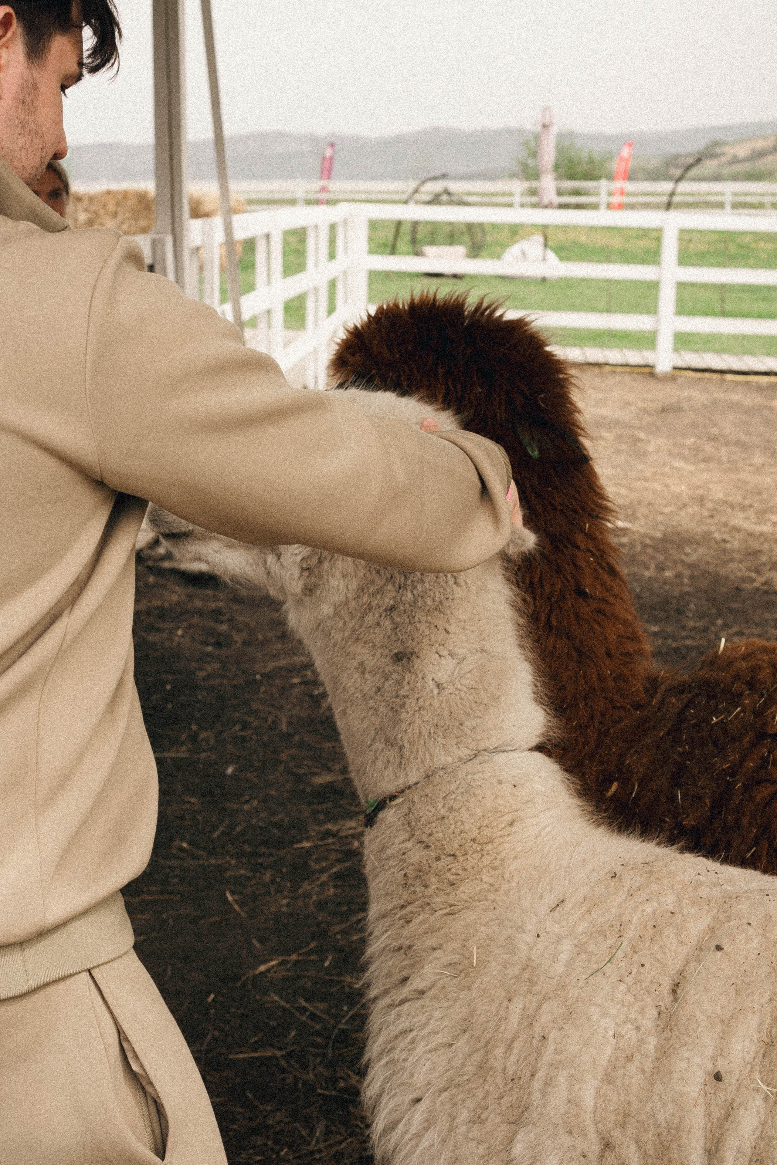 Ферма Альпак. Профессиональный фотограф, Санкт-Петербург — Виктория Богомолова