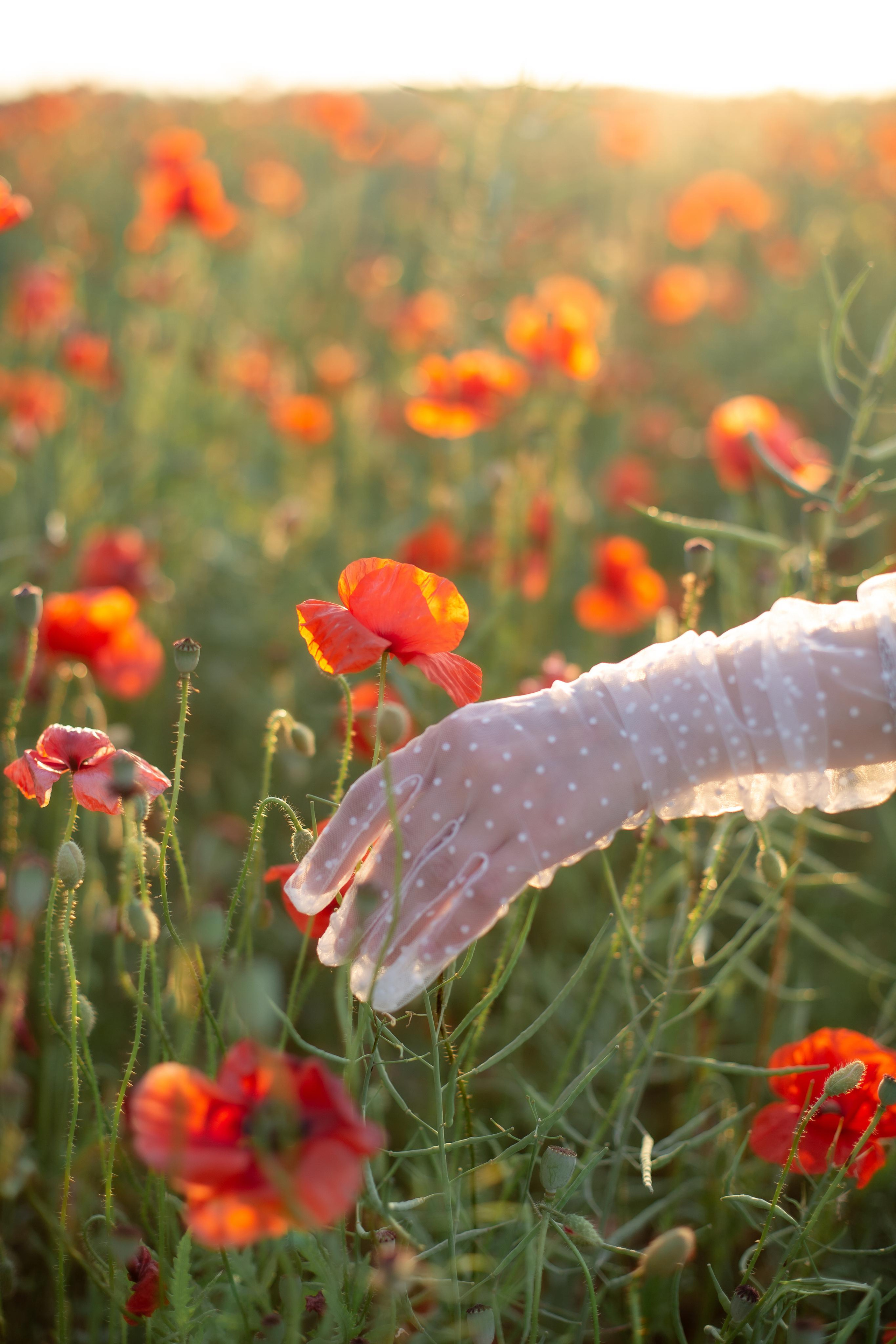 Катя. Маковое поле. Фотограф в Калининграде Решетникова Алина