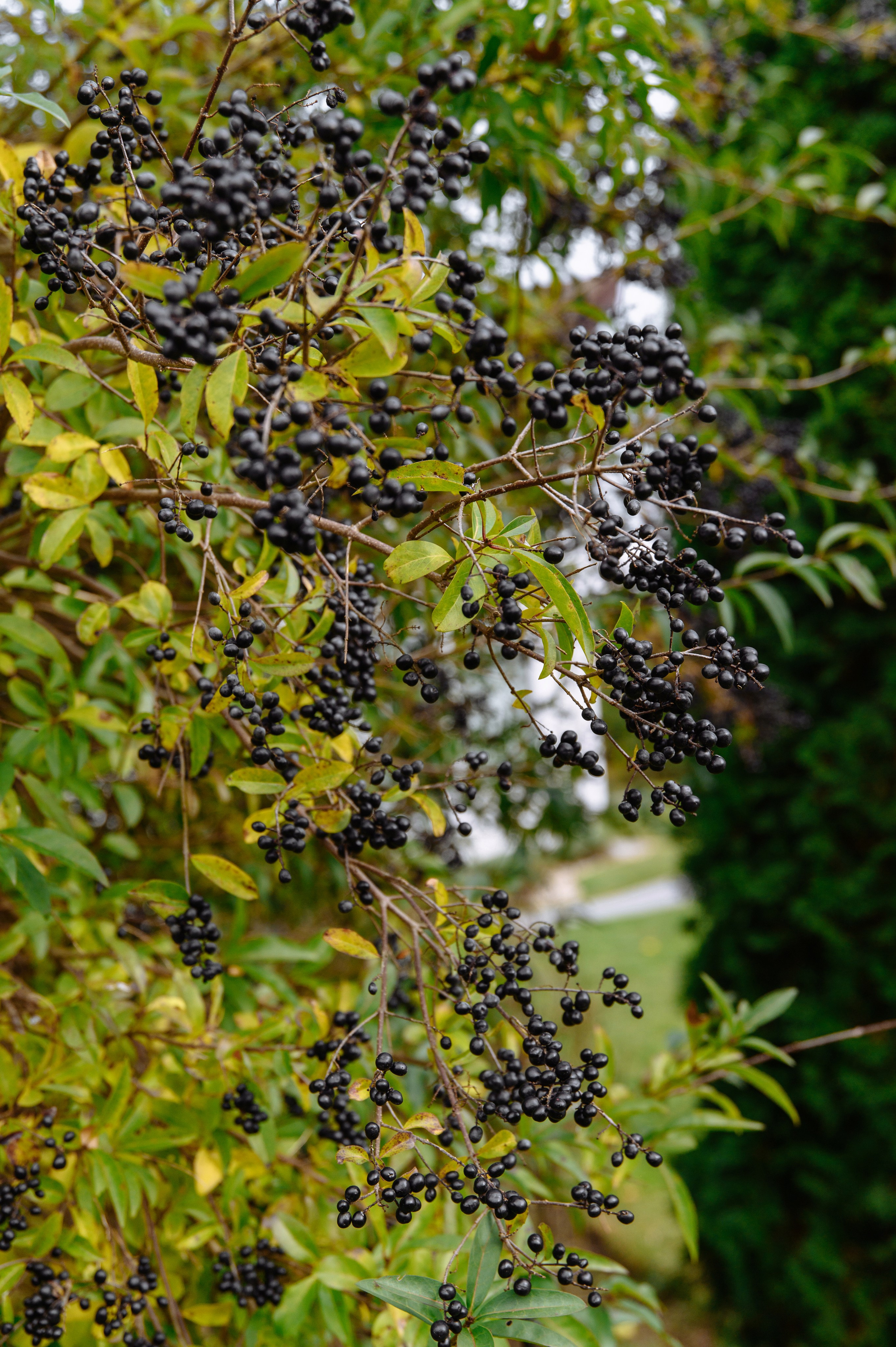 Евгений и Екатерина LA VILLA. Фотограф Кирилл Верт
