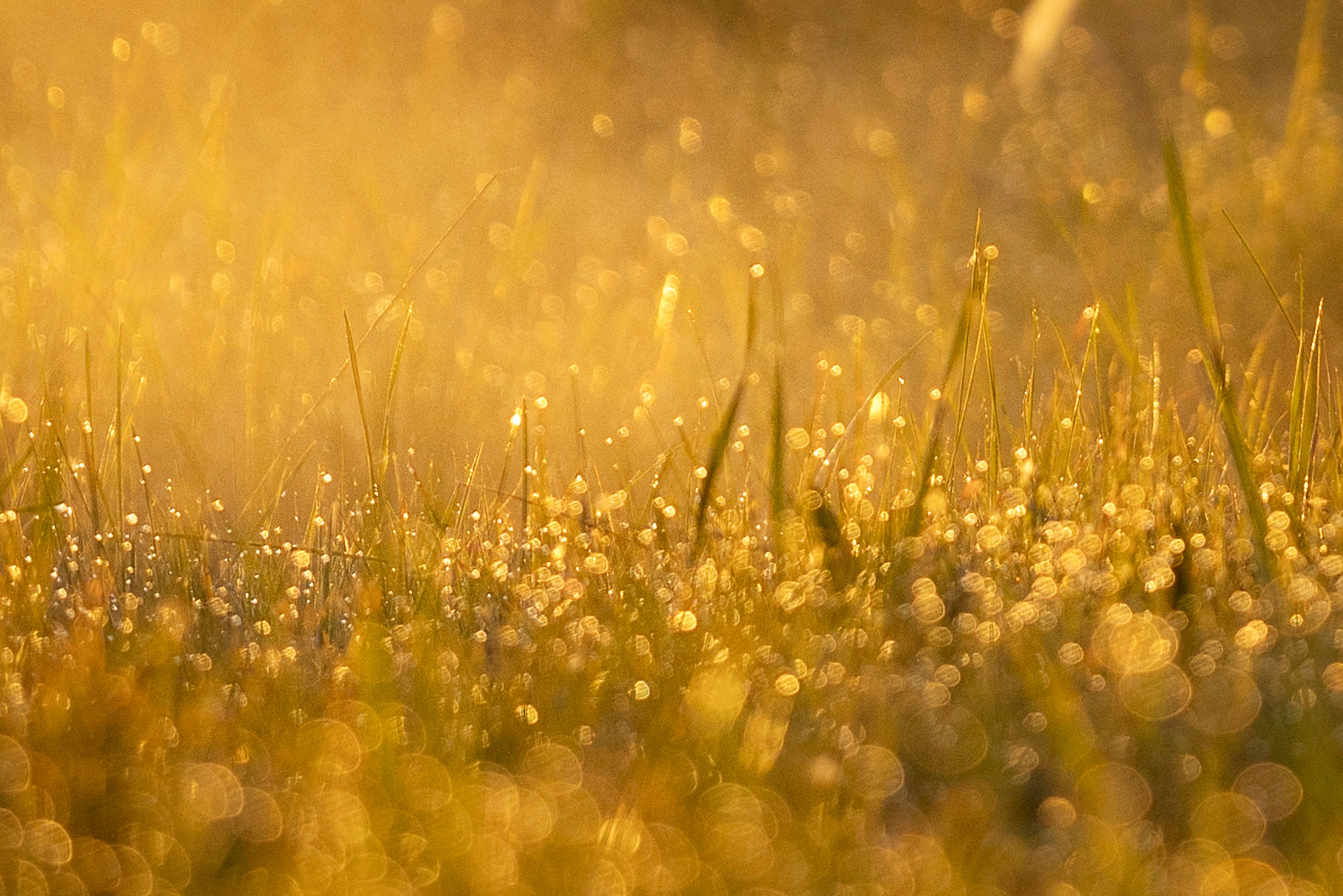 Рассвет с Прохором и Корицей. Фотограф анималист, семейный фотограф, фотограф собак Комратова Мария. г. Москва