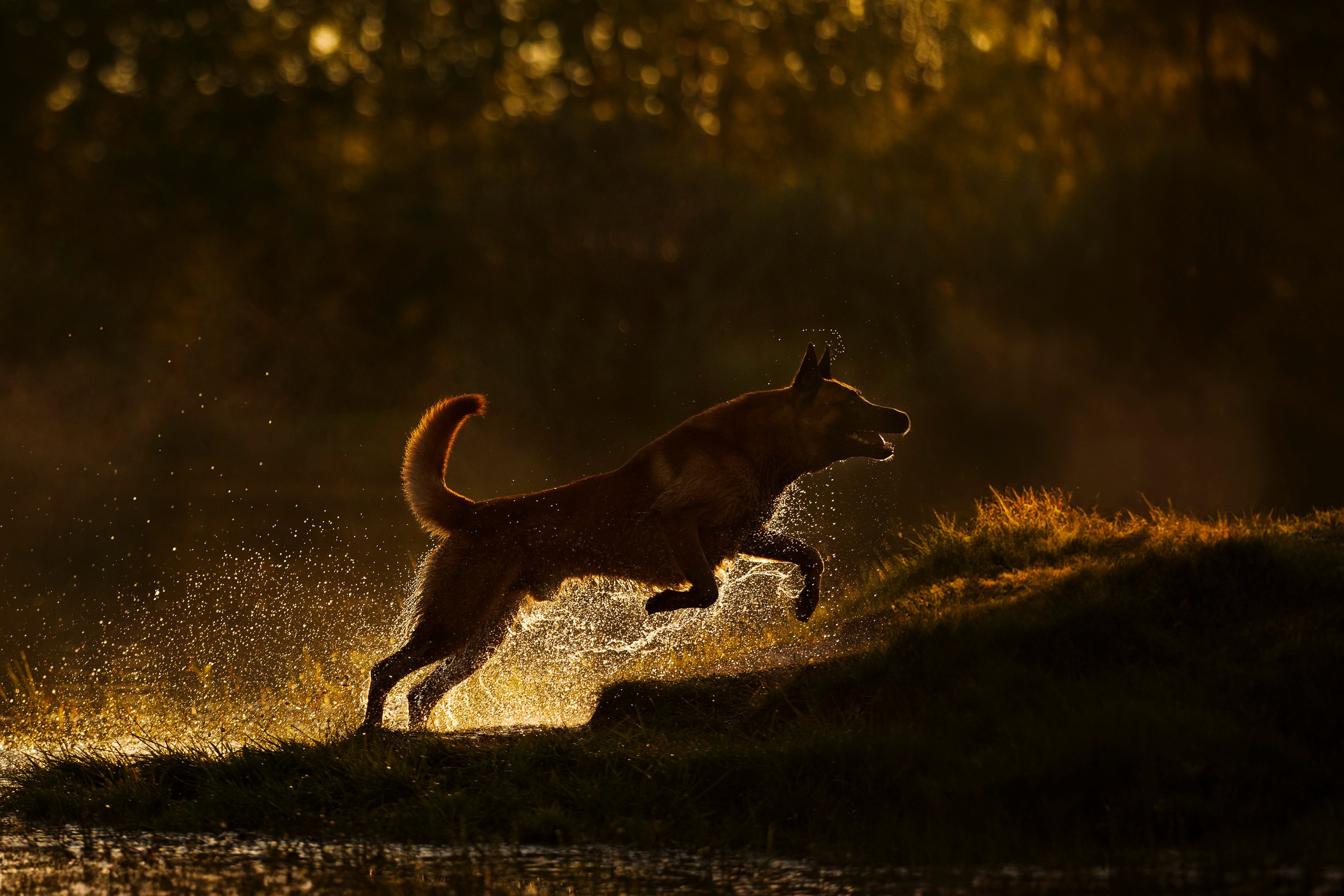Рассвет с Прохором и Корицей. Фотограф анималист, семейный фотограф, фотограф собак Комратова Мария. г. Москва
