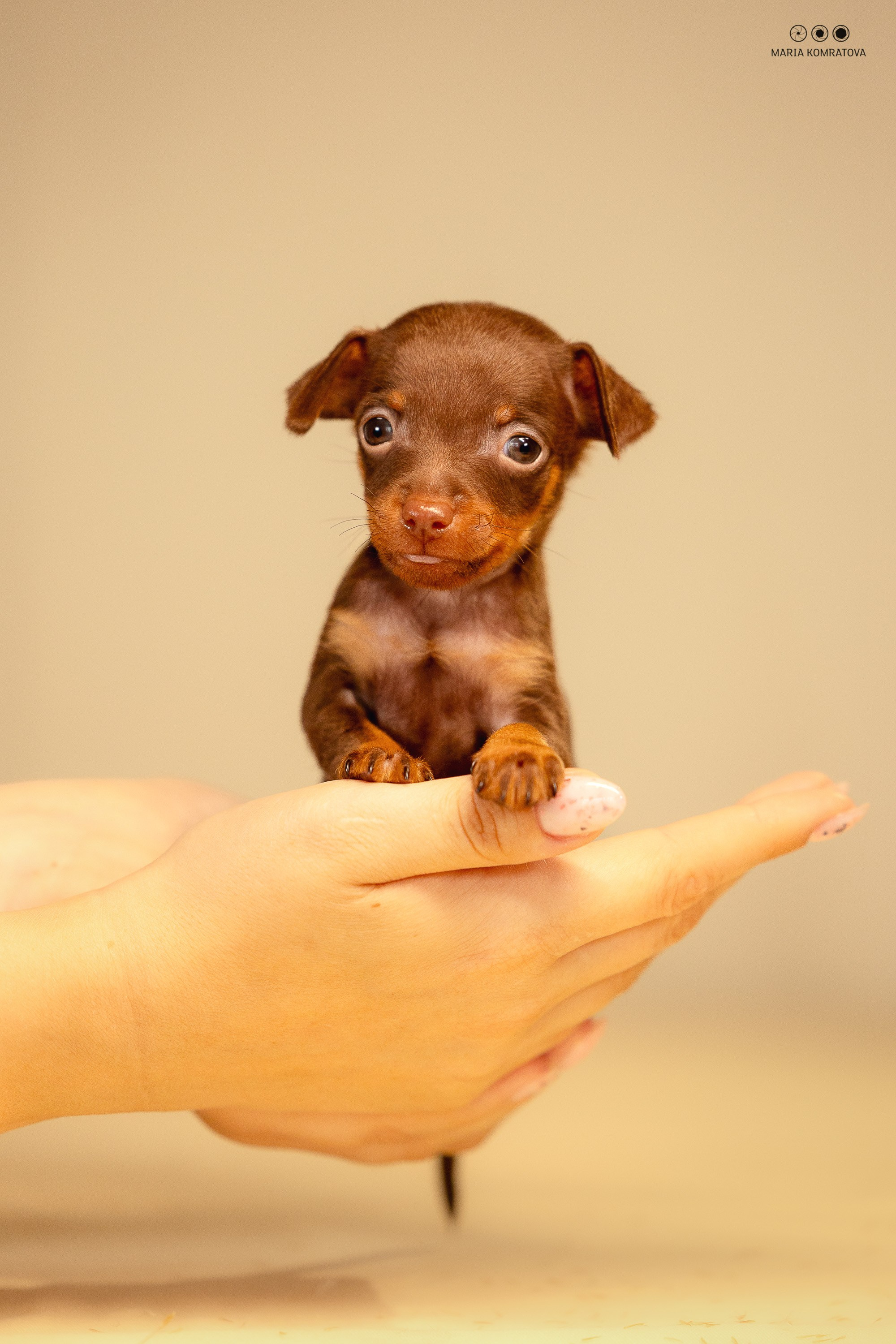 Пражские Крысарики. Фотограф анималист, семейный фотограф, фотограф собак Комратова Мария. г. Москва