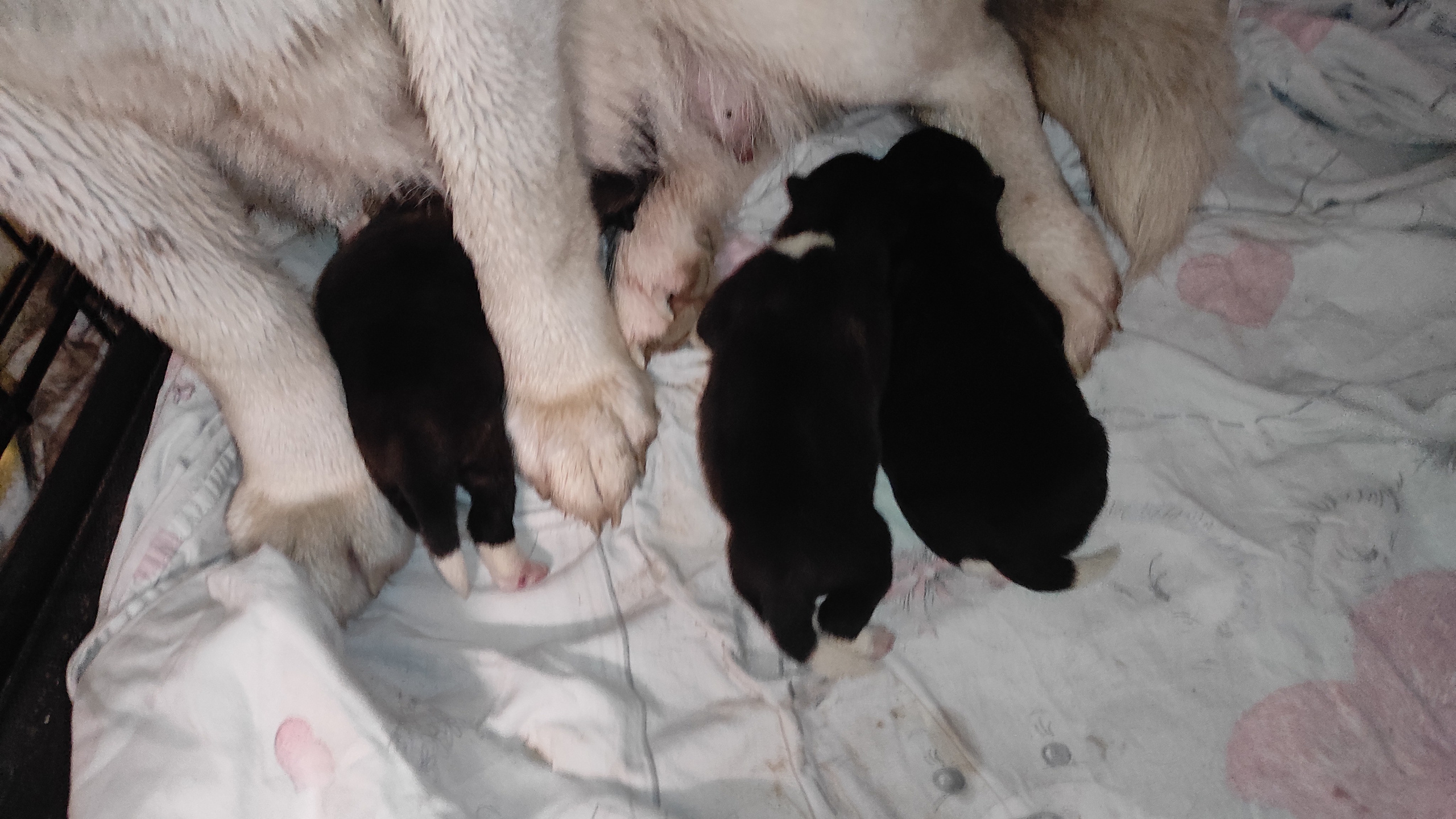 Американская акита  щенки питомник Санкт-Петербург клубные щенки Американская акита питомник RUBYLIGHT Рубилайт купить щенка американской акиты