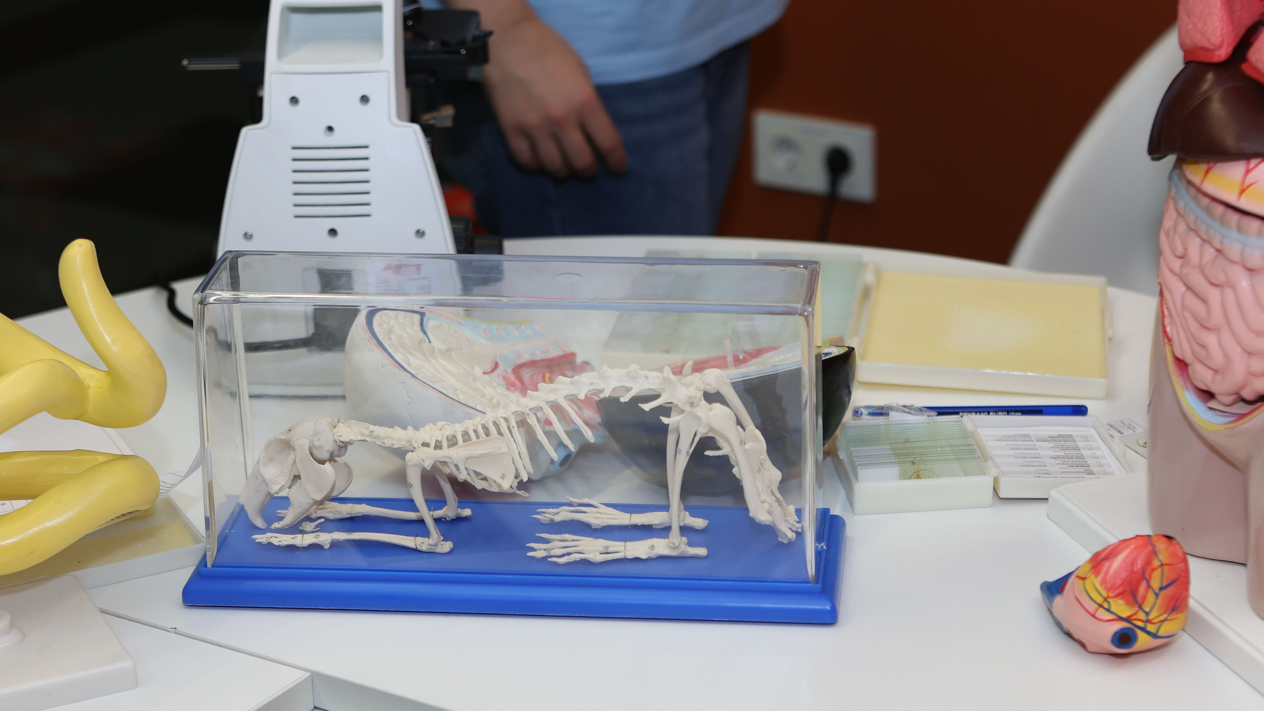 5-7 классы: Фоксфорд. Выпускные альбомы и школьный фотограф в Подольске, Троицке, Щербинке, Москве и Московской области