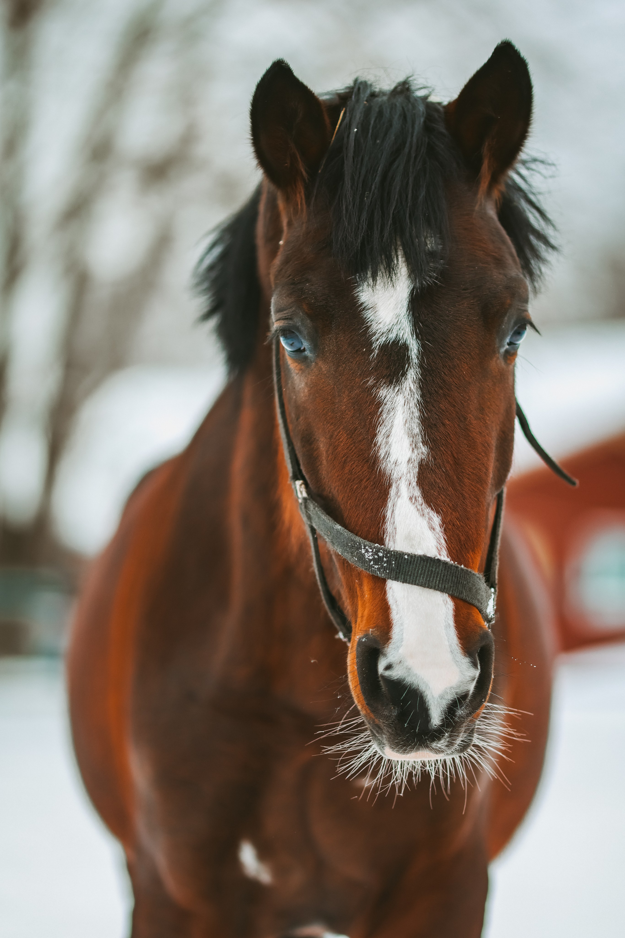 Фотосессии с лошадьми