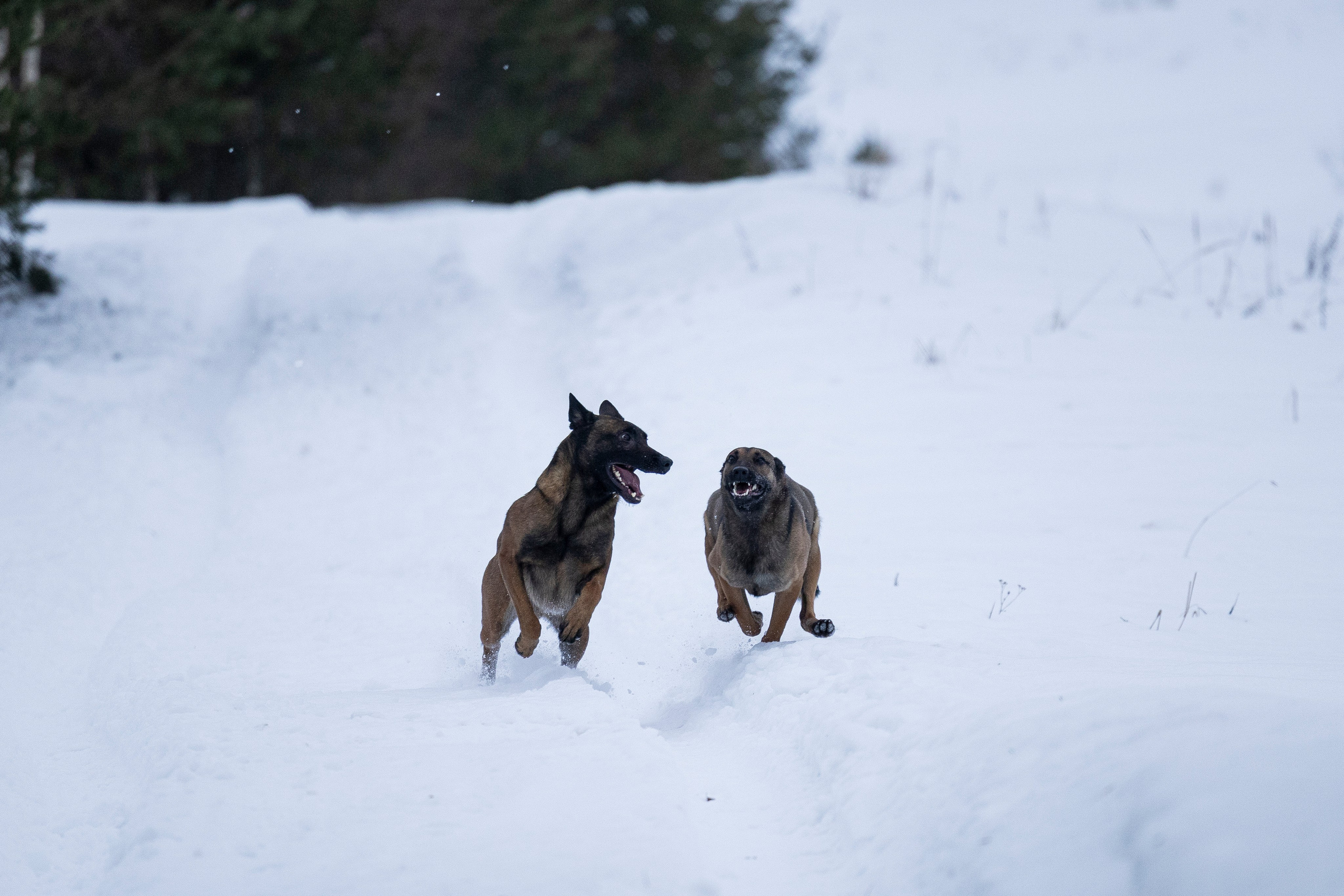Цедра и Рики. Фотограф-анималист Анна Маринич
