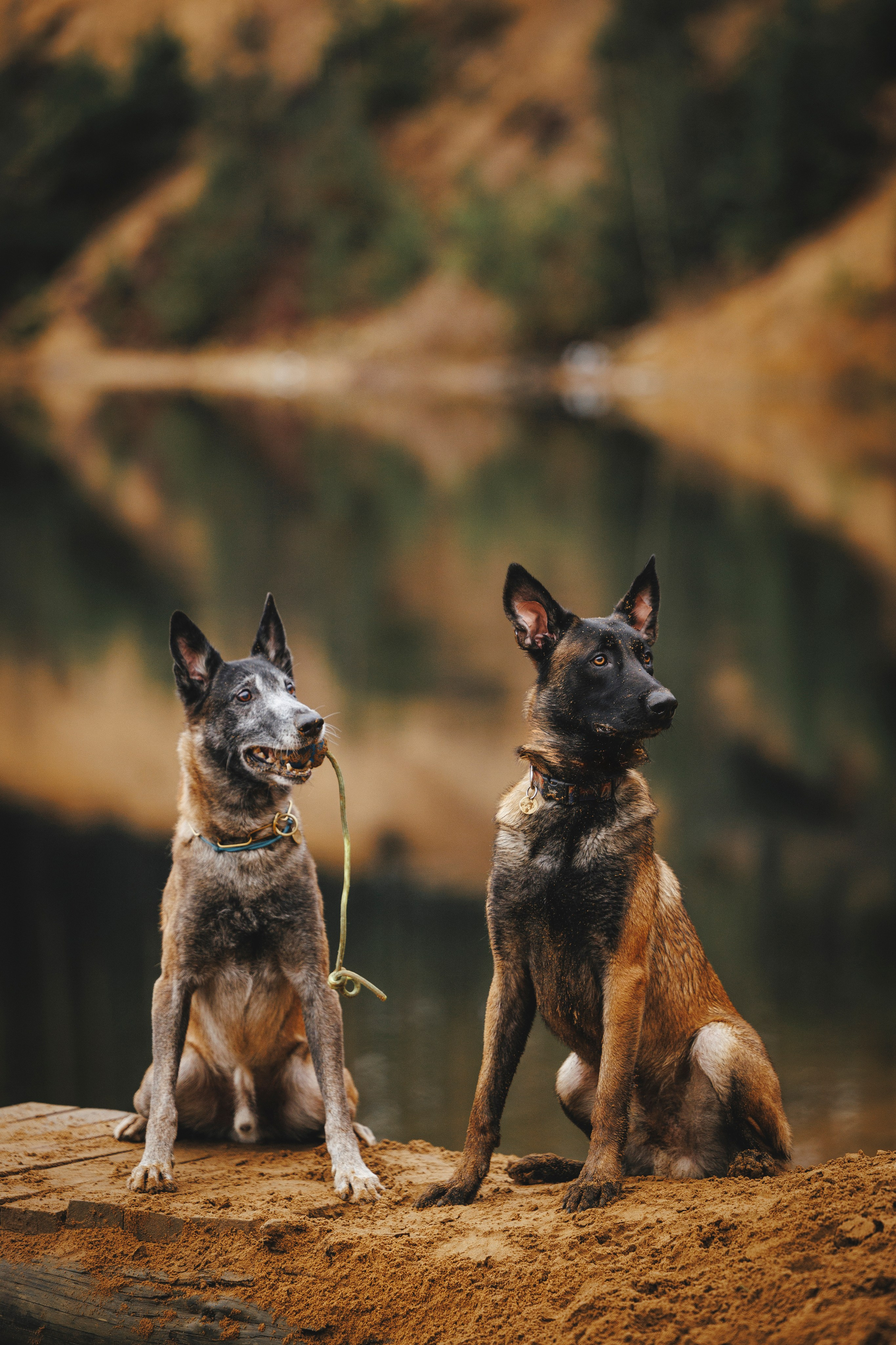 Омен, Айс и Рицу. Фотограф-анималист Анна Маринич