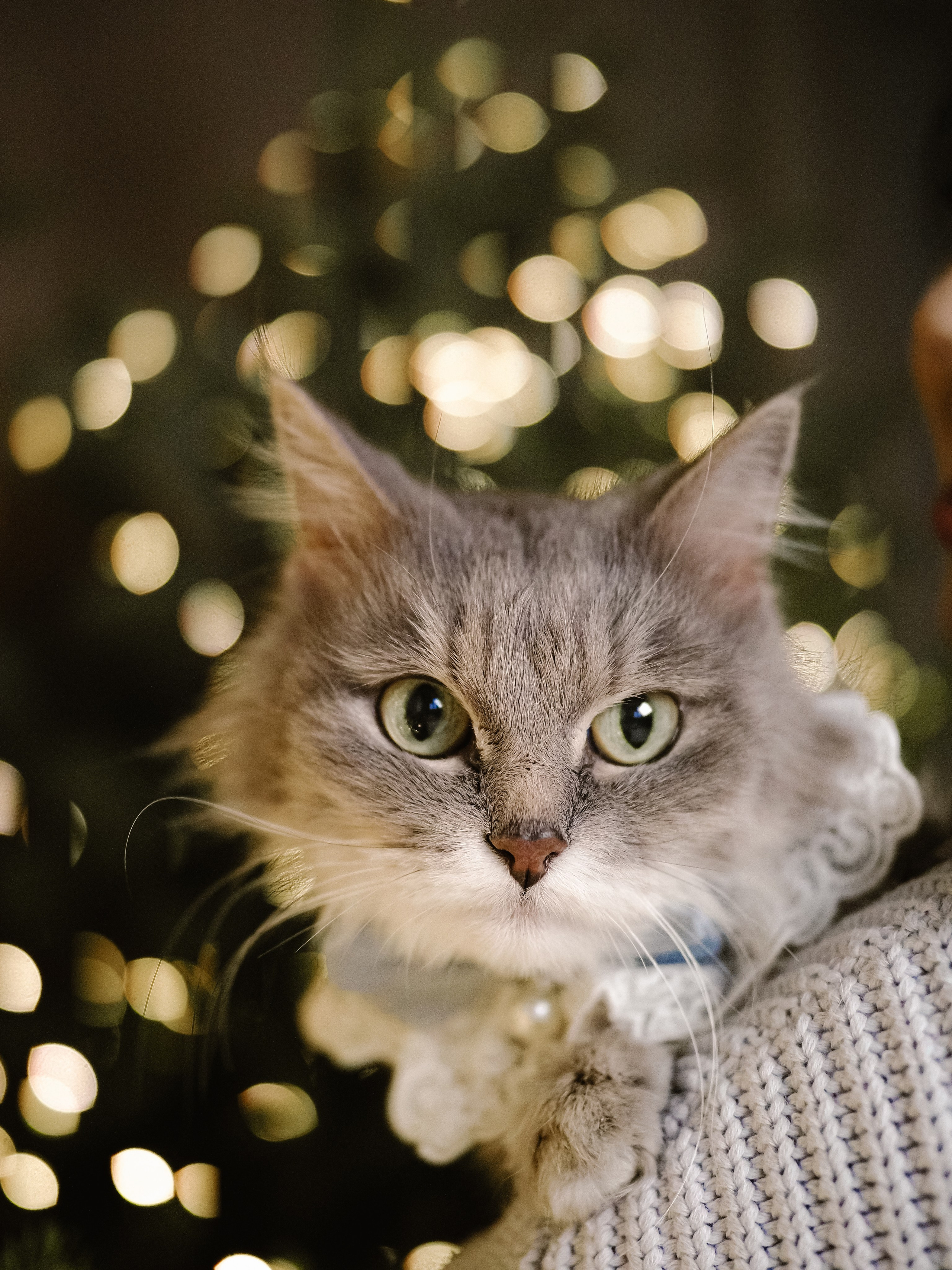 Mrrrr christmas. Фотограф Рязань. Семейный Свадебный фотограф