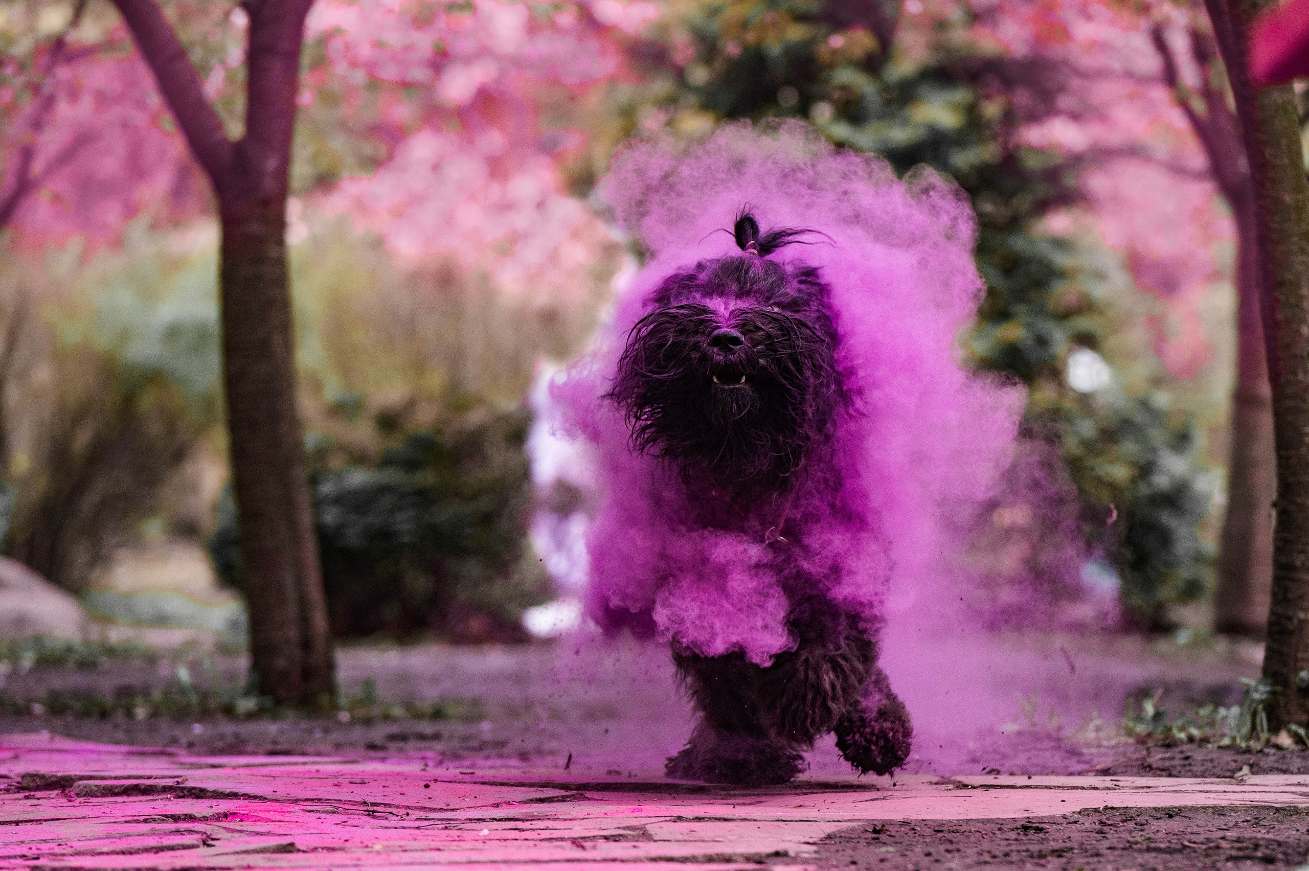Черныши, сакура и краски холи. Фотограф-анималист