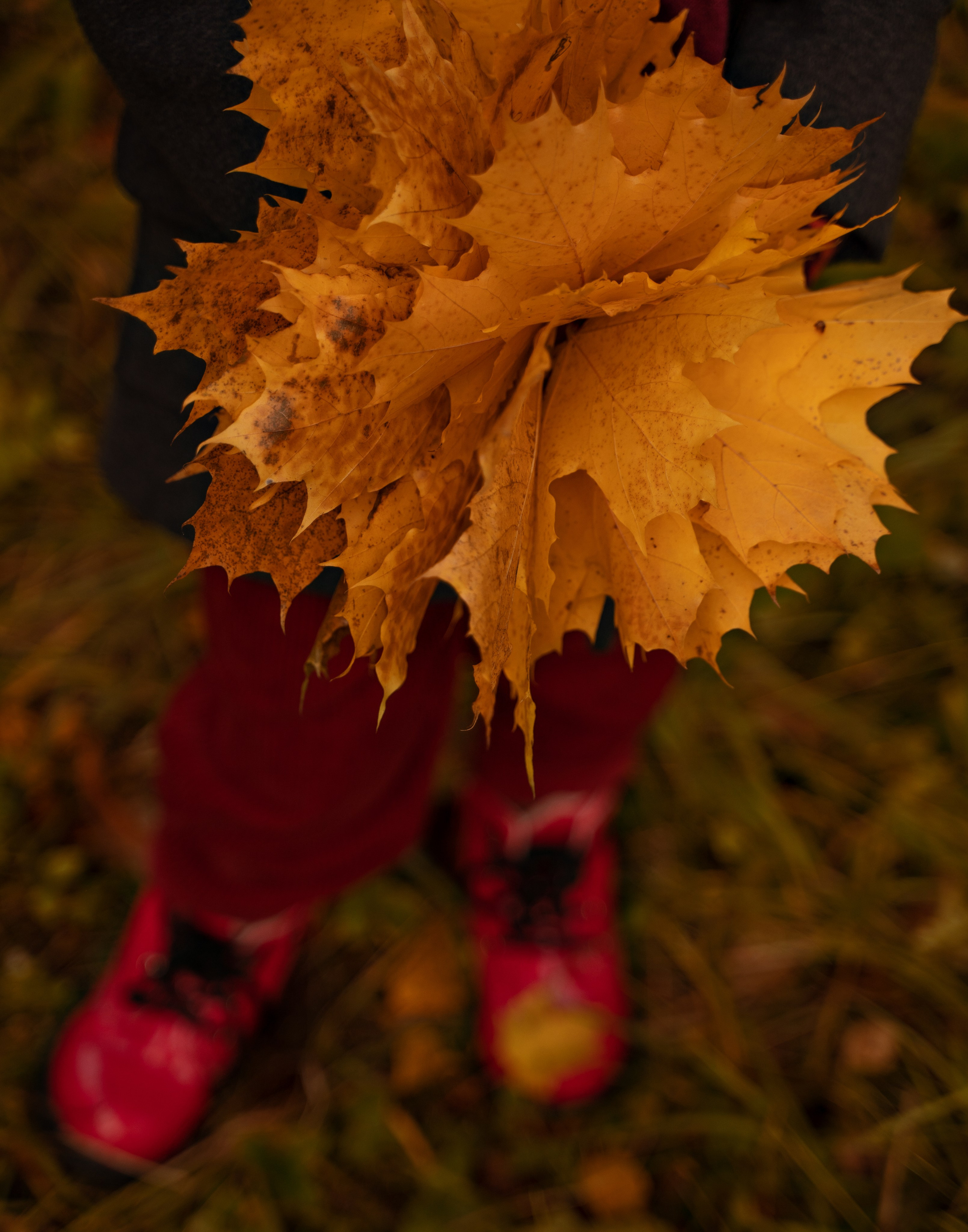 Дмитрий Юлия и Мишенька. Свадебный фотограф Санкт-Петербург, Сочи, Питер, Выборг, Луга, Псков