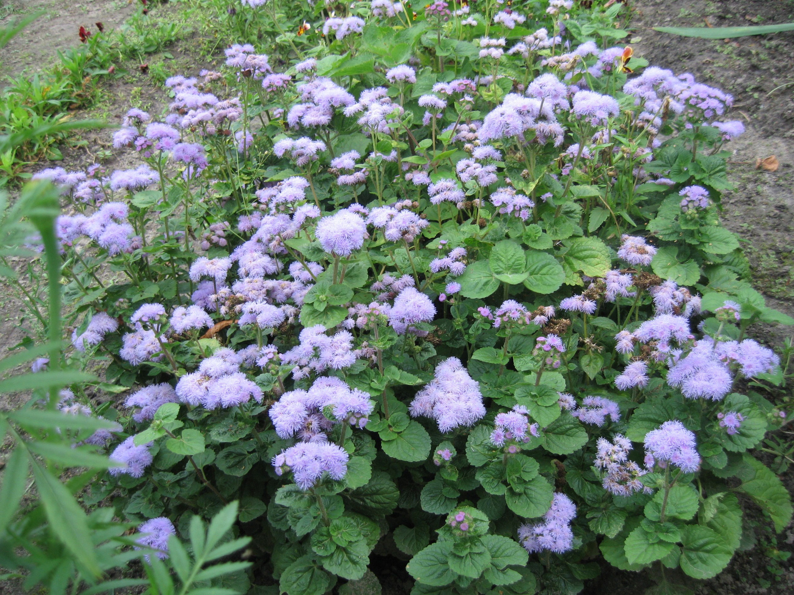 Клумба с зелёными листьями и множеством маленьких фиолетовых цветов арегатума. Цветы растут густо, создавая яркий и насыщенный вид.