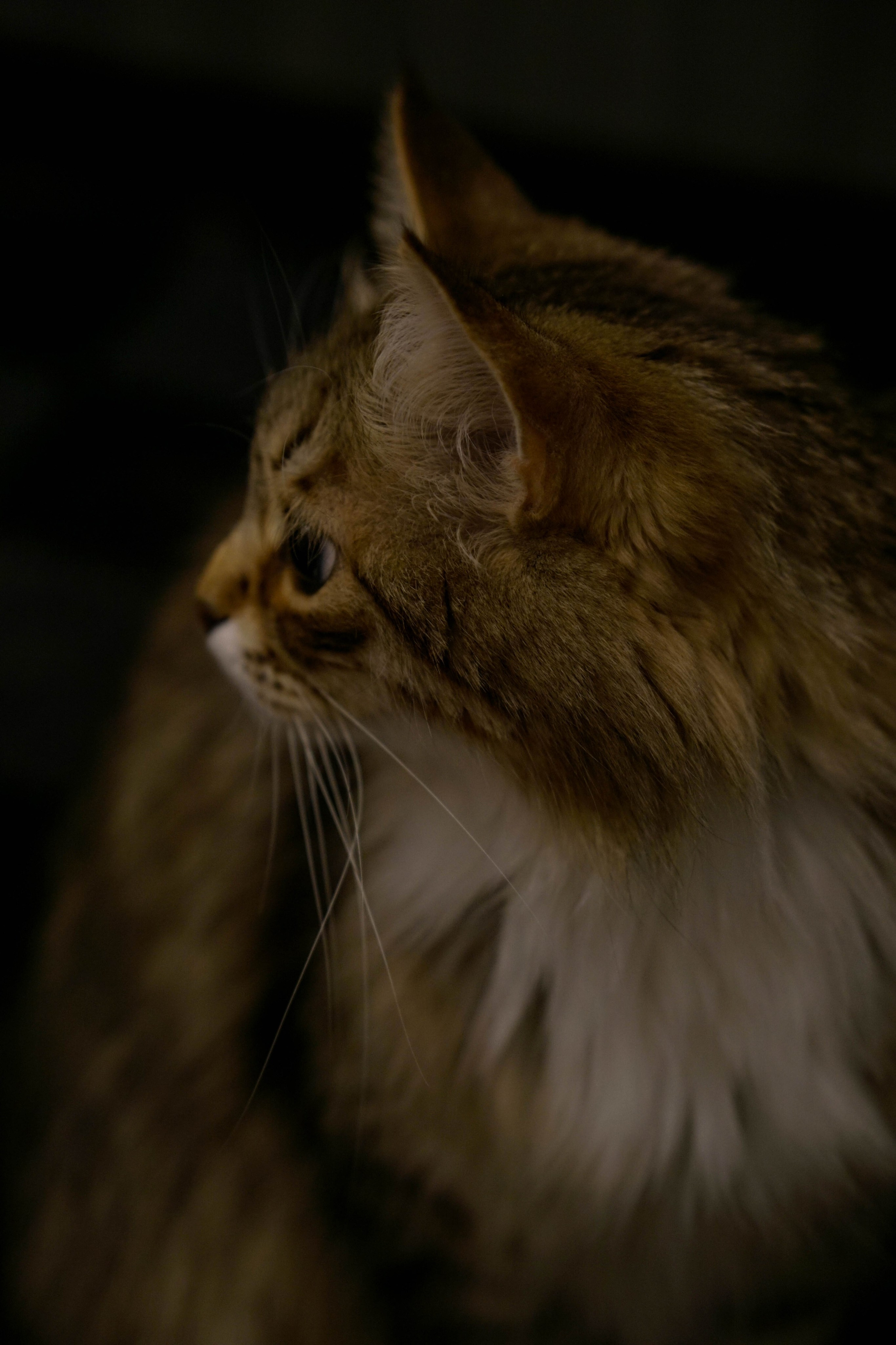 Масленица с теплом. Фотограф Санкт-Петербург