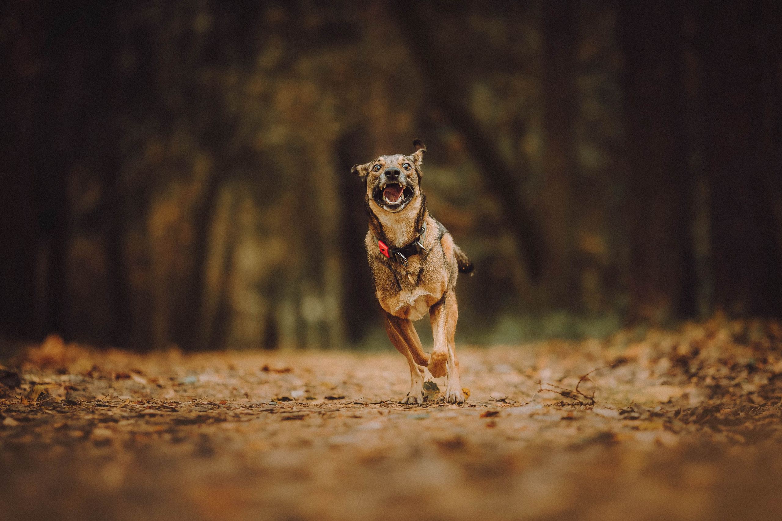 Аня, Нео и Луна