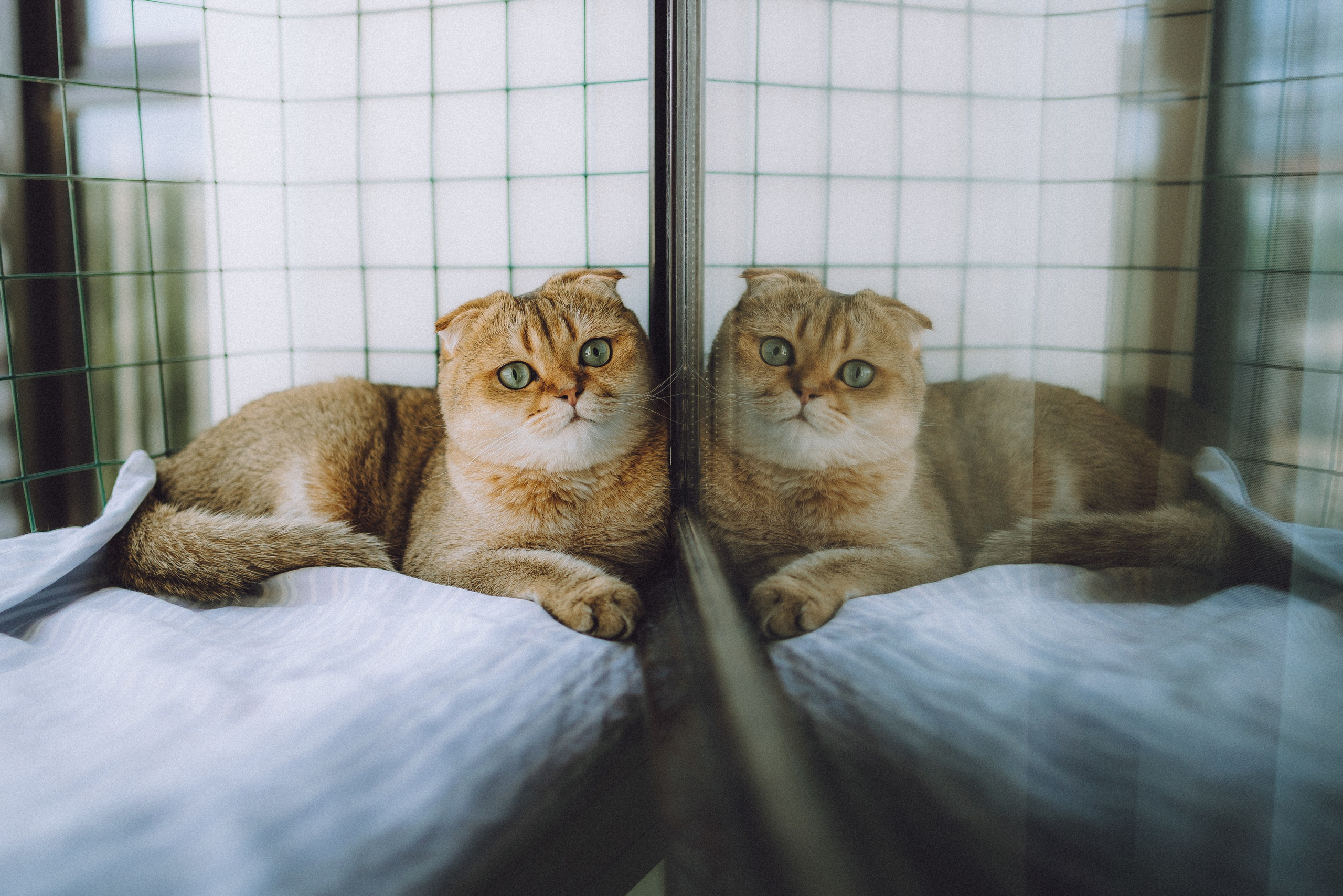 Генри и его семья