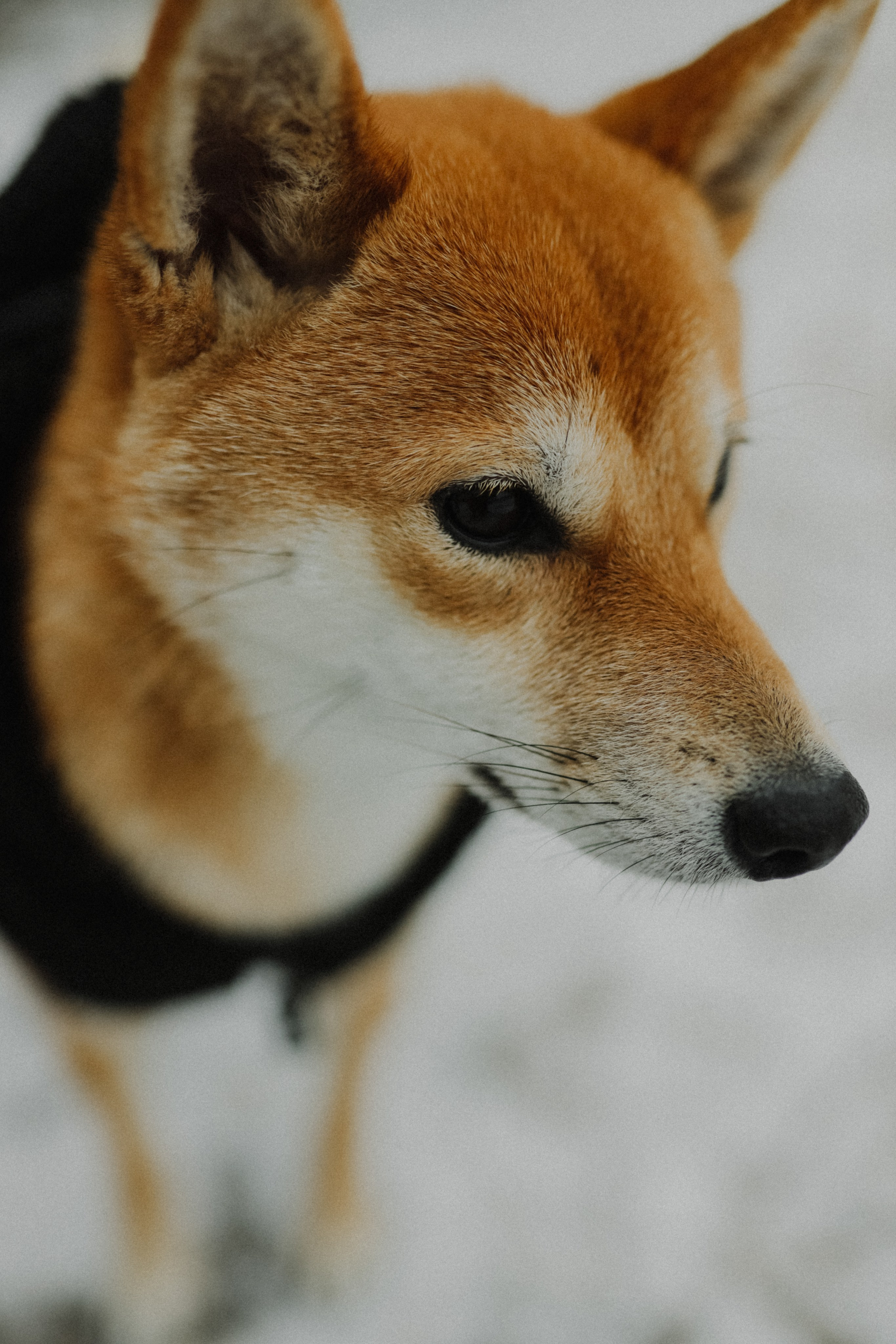 Покажи мне любовь. Свадебный и семейный фотограф в Варшаве