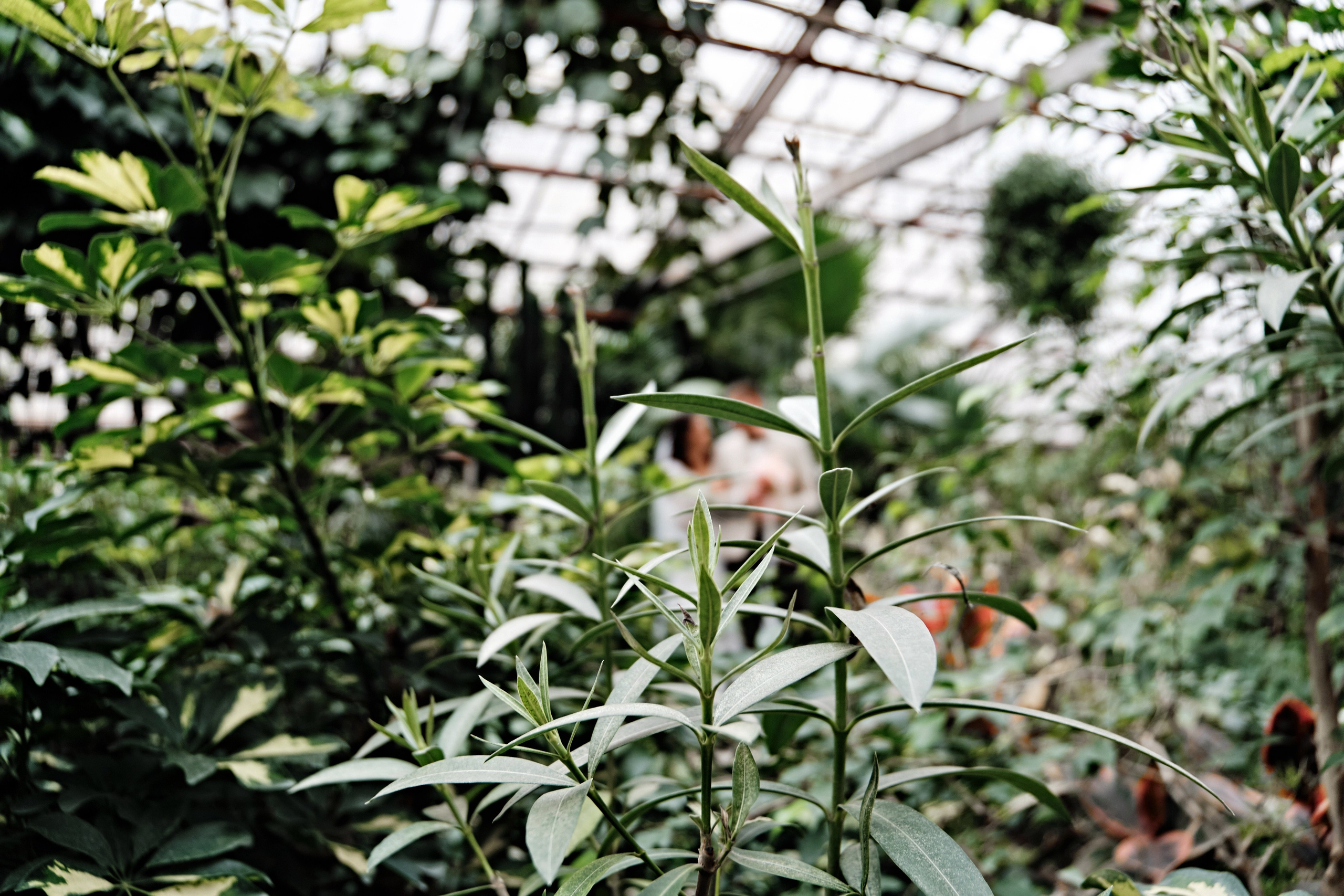 Лада и Константин