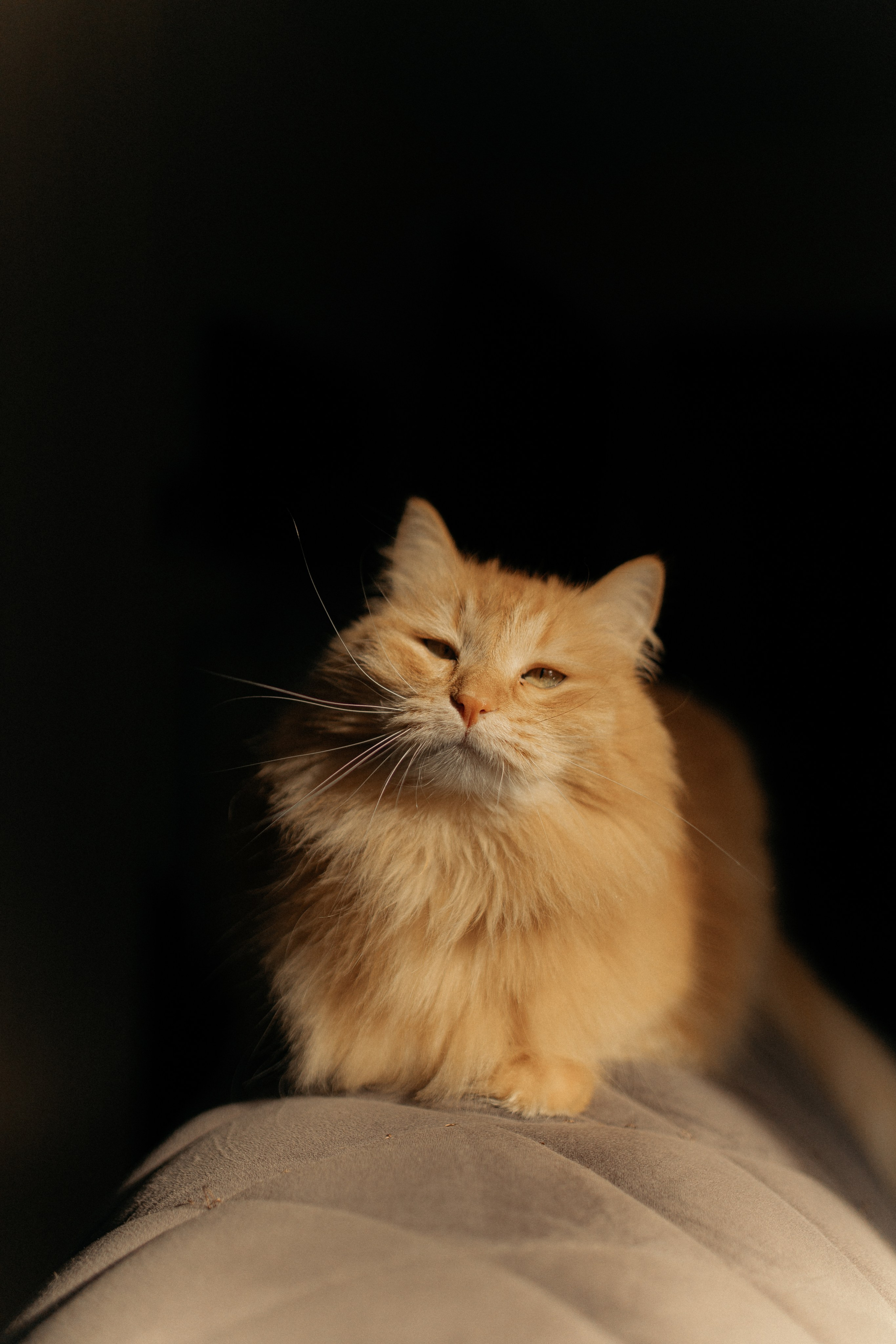 Алиса. DARYA.BELKINA