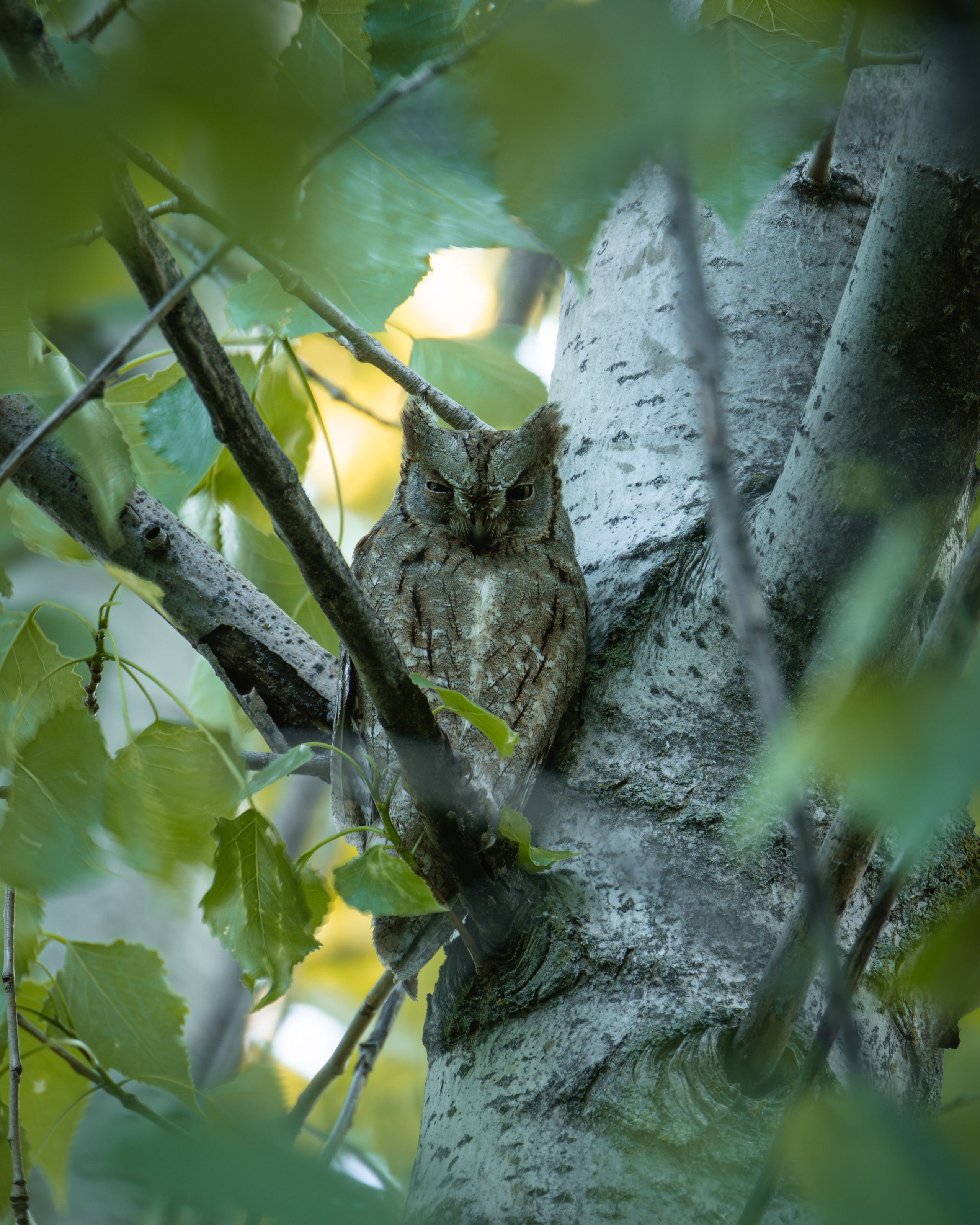 Voronezh 2026. Anton Chernov | Wildlife photographer