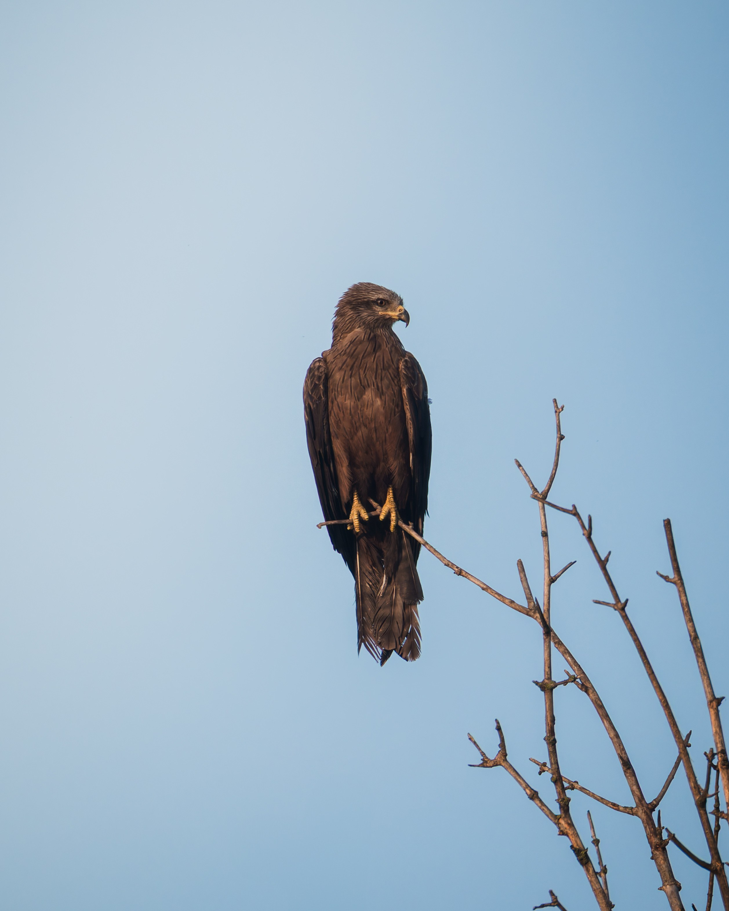 Voronezh 2025. Anton Chernov | Wildlife photographer