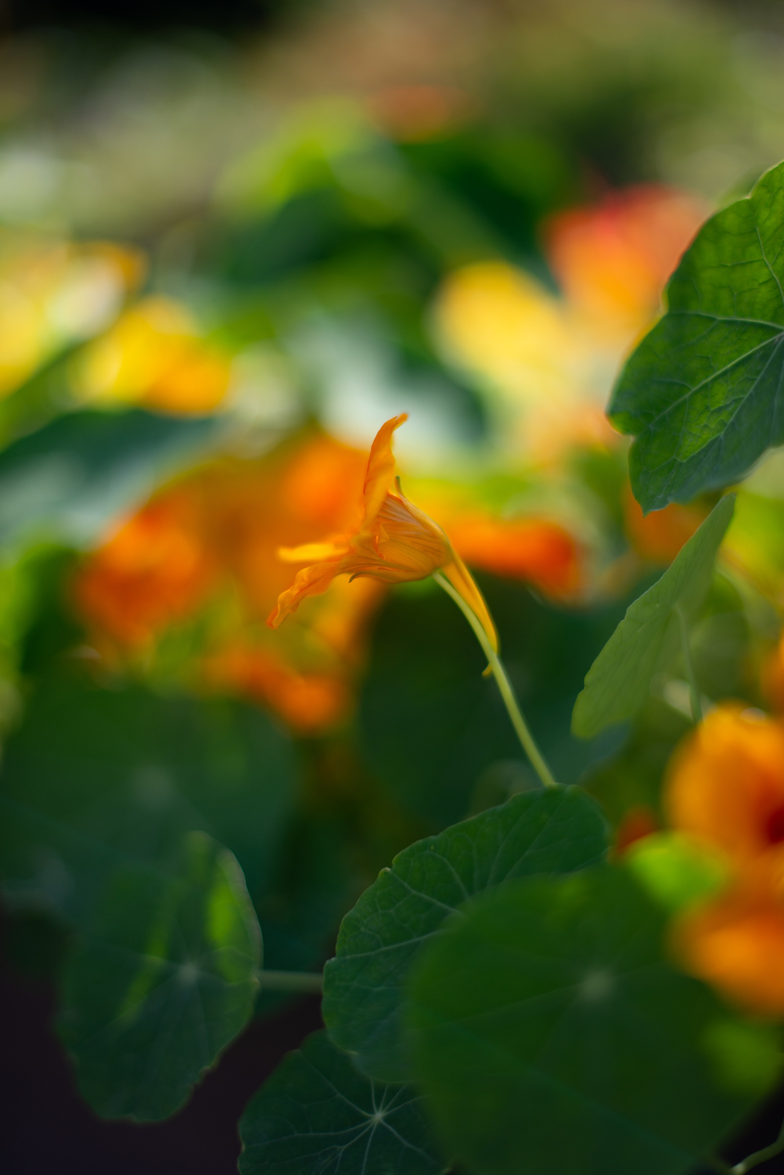 Цветы сада МГУ. Victoria Radjevna Репортажный Фотограф — Видеограф Москва • Санкт-Петербург