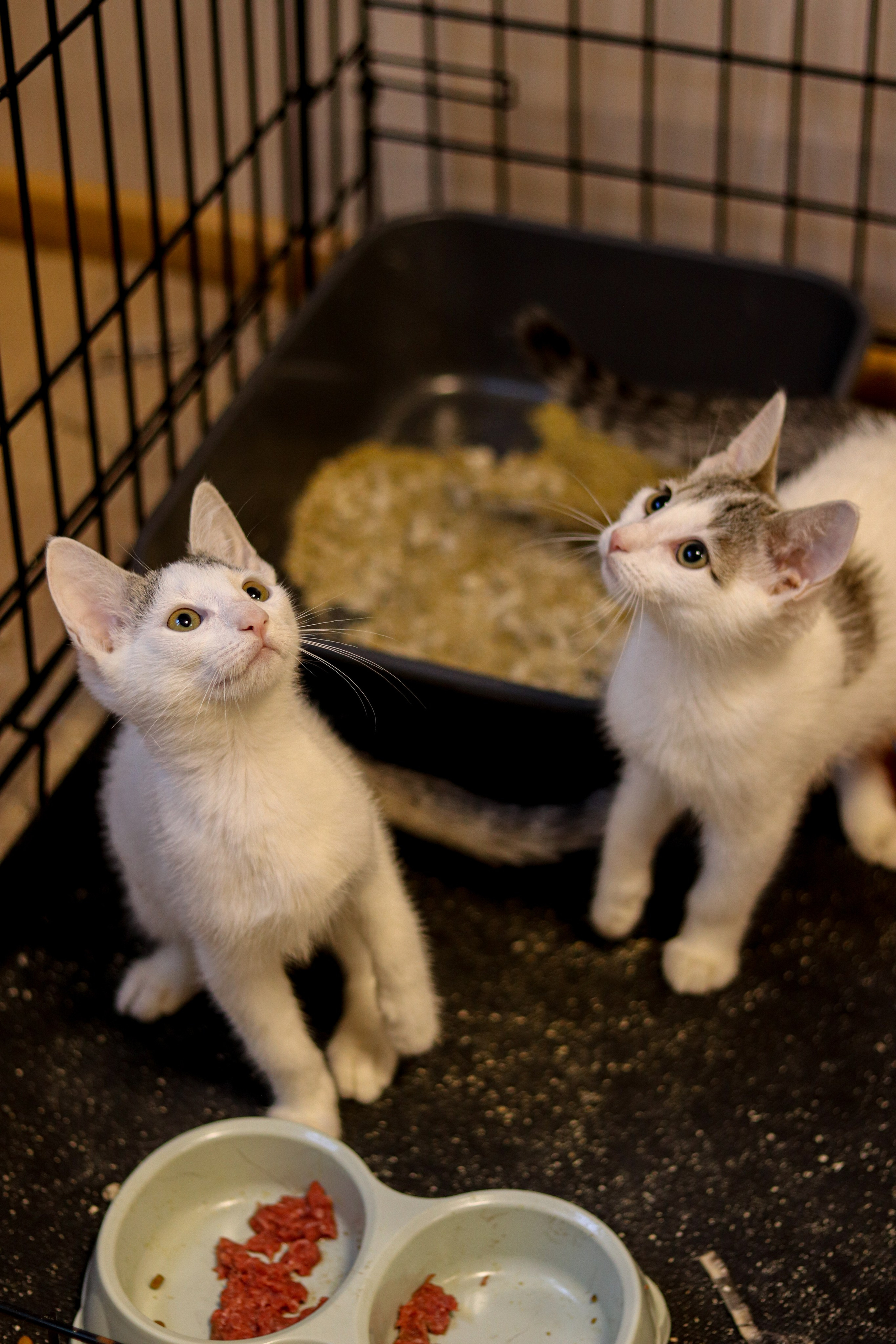 Петербургский дом кота (27 июня 2024). Ивентный фотограф в Санкт-Петербурге Олег Комков