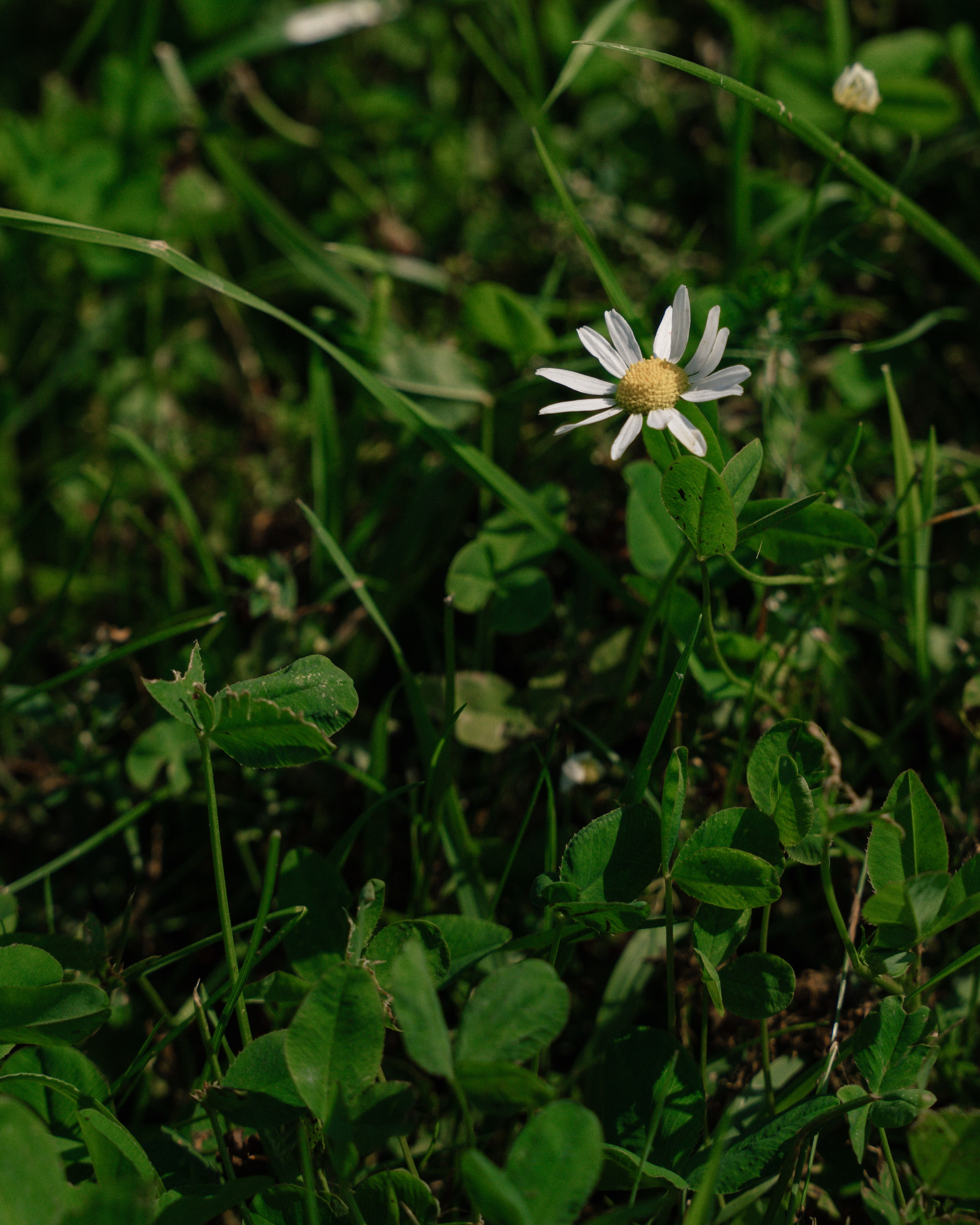 Полина и Никита. Свадебный фотограф Ростов-на-Дону