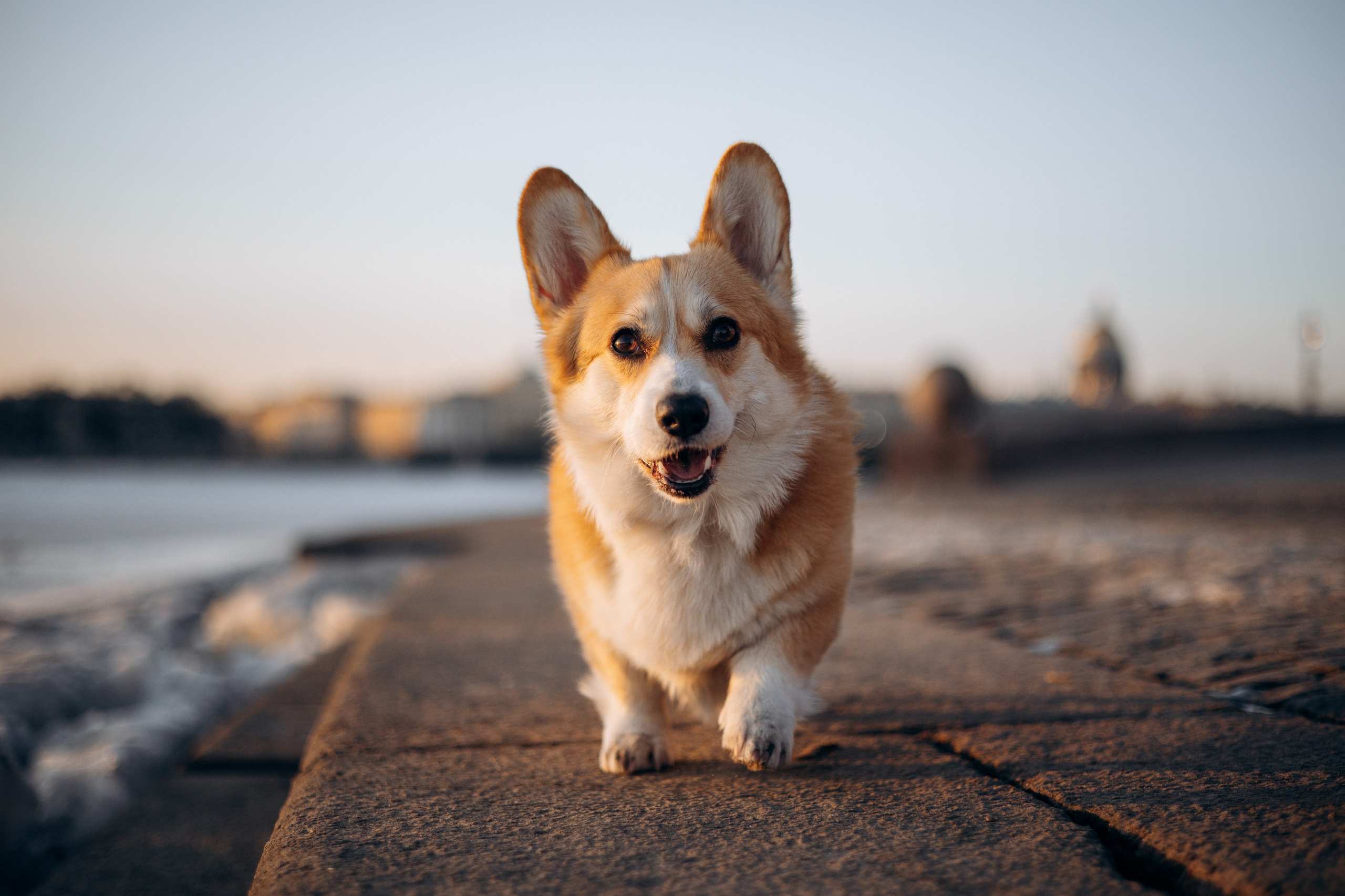 Настя и Ева. Фотограф — Анималист | Санкт-Петербург