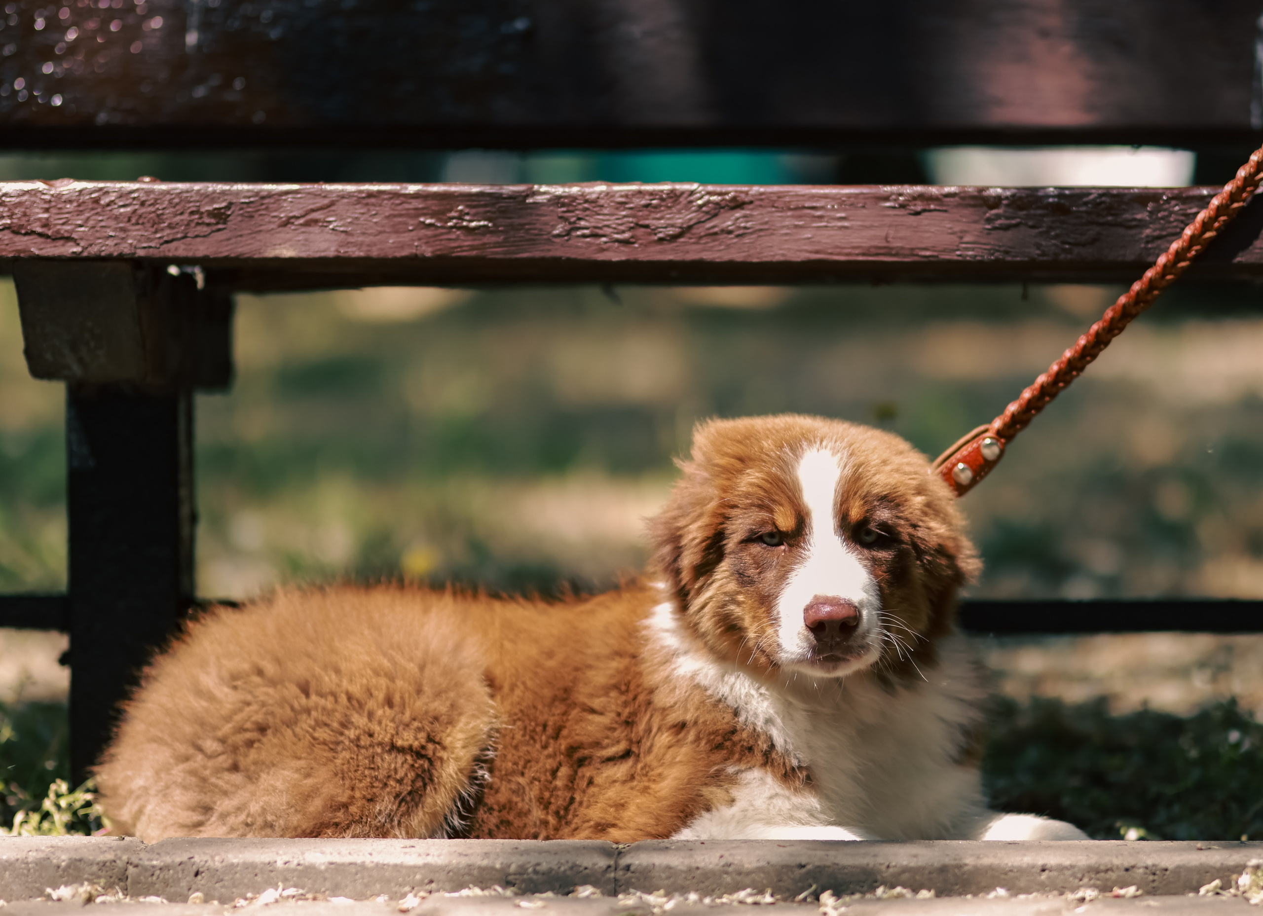 Аусси 1. Фотограф репортажей и стритфотосессий в Москве Людмила Смирнова