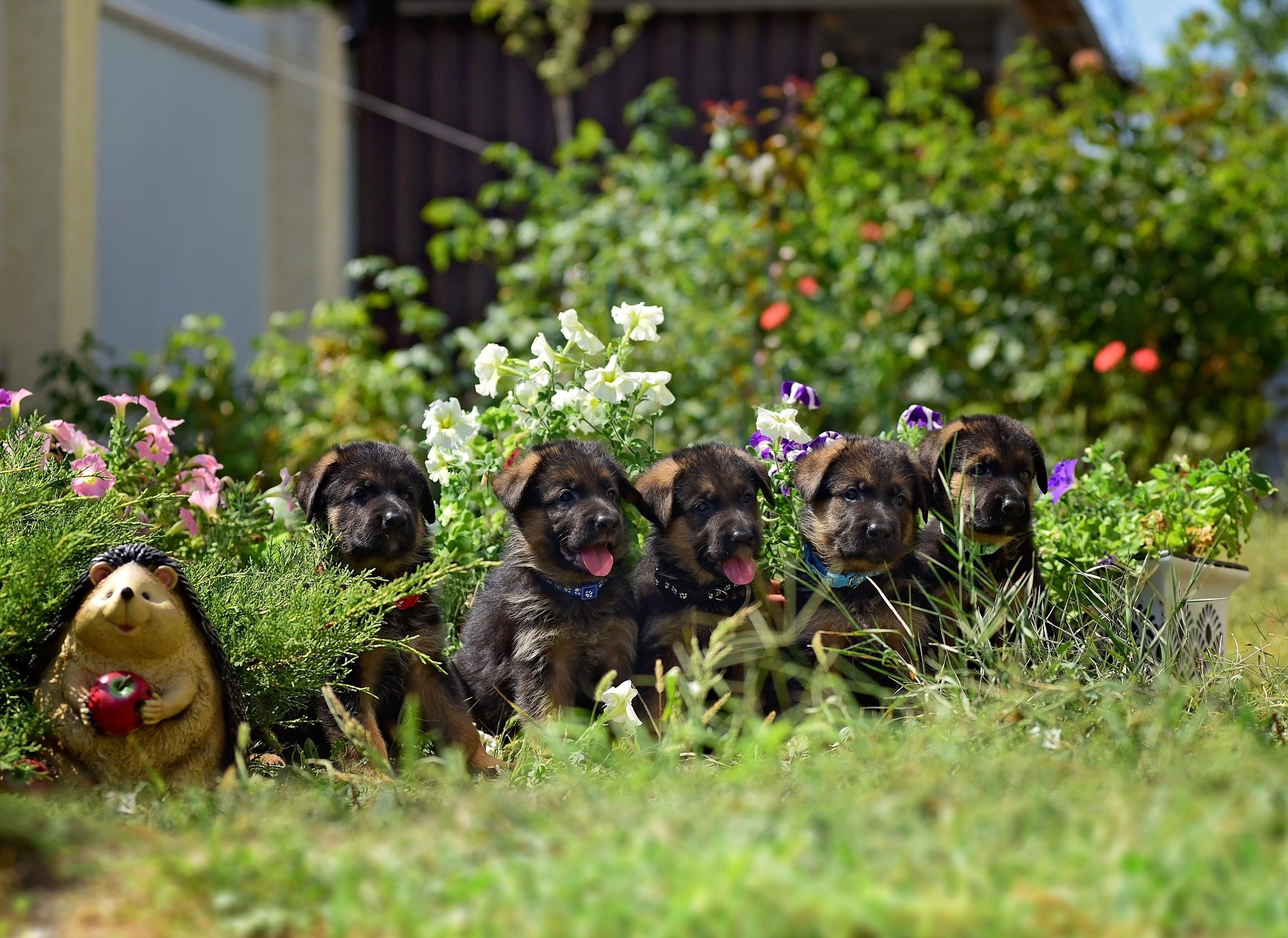 Animal. Главная