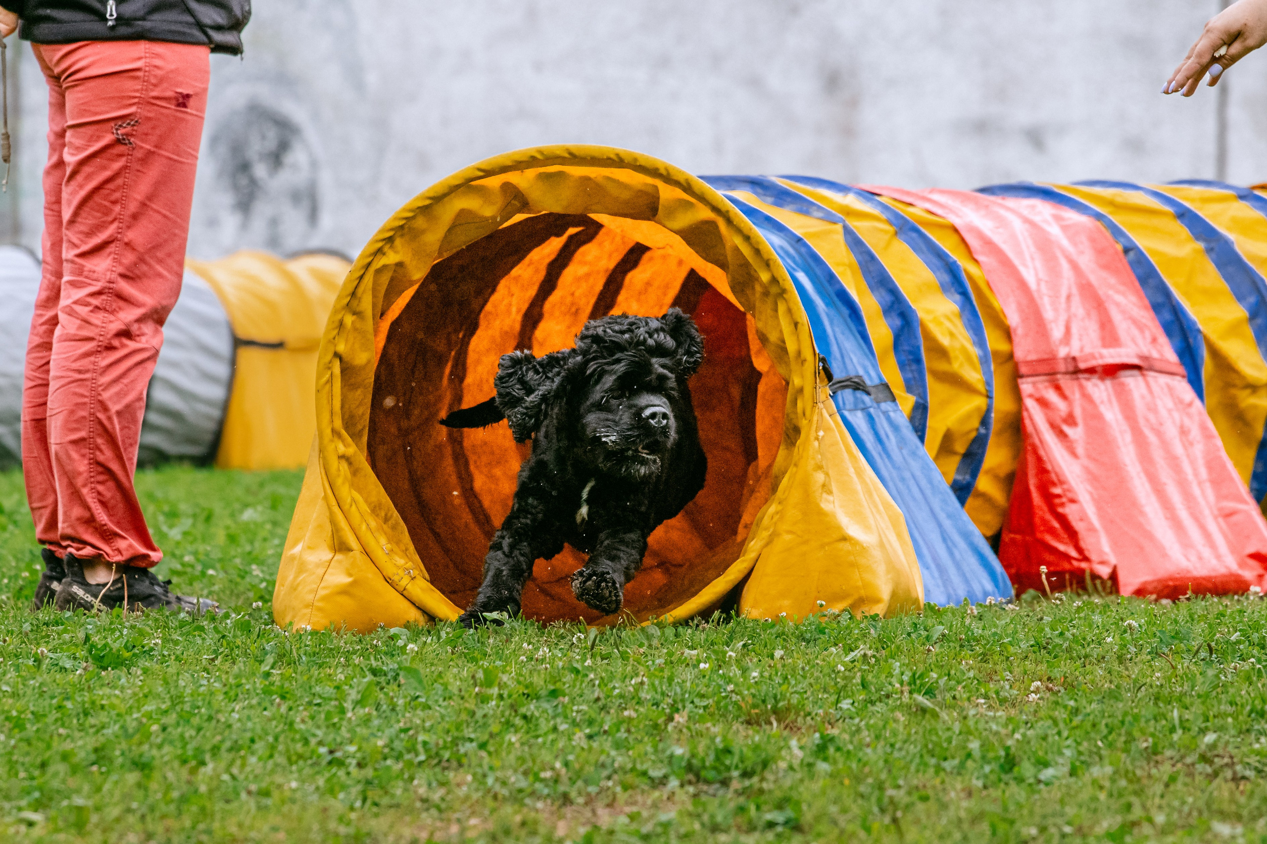 Соревнования по аджилити Долгопрудный 30.06.2025. Фотограф-анималист Татьяна Степанова