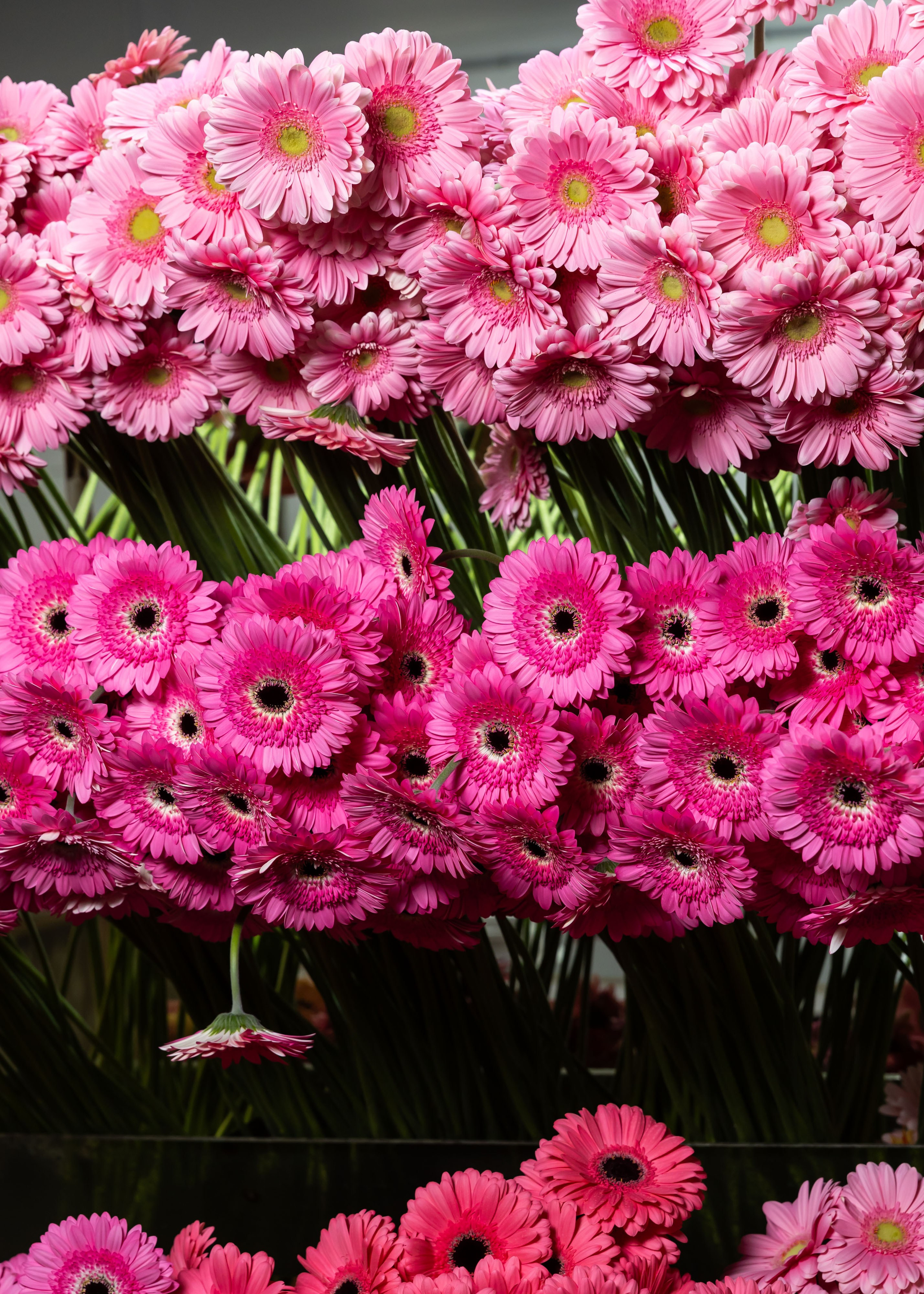 ЦВЕТЫ. ФОТОГРАФ ВИНОГРАДОВА ДАРЬЯ