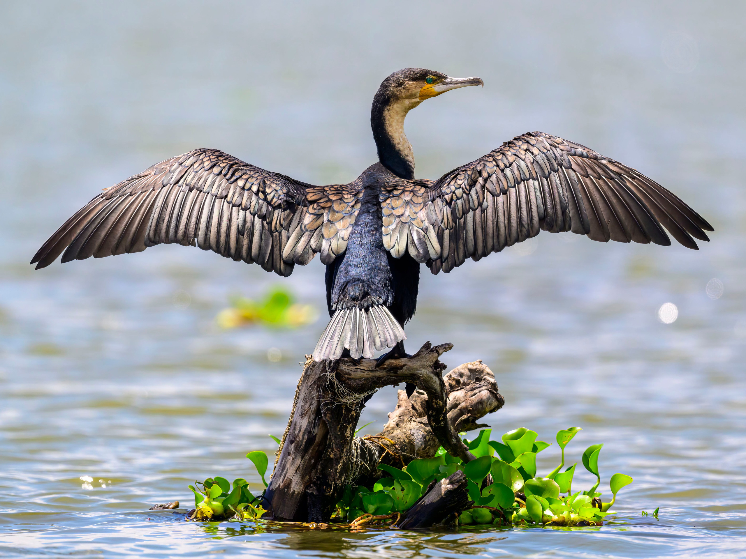 Кения. Wildlife photography by Sergey Puponin