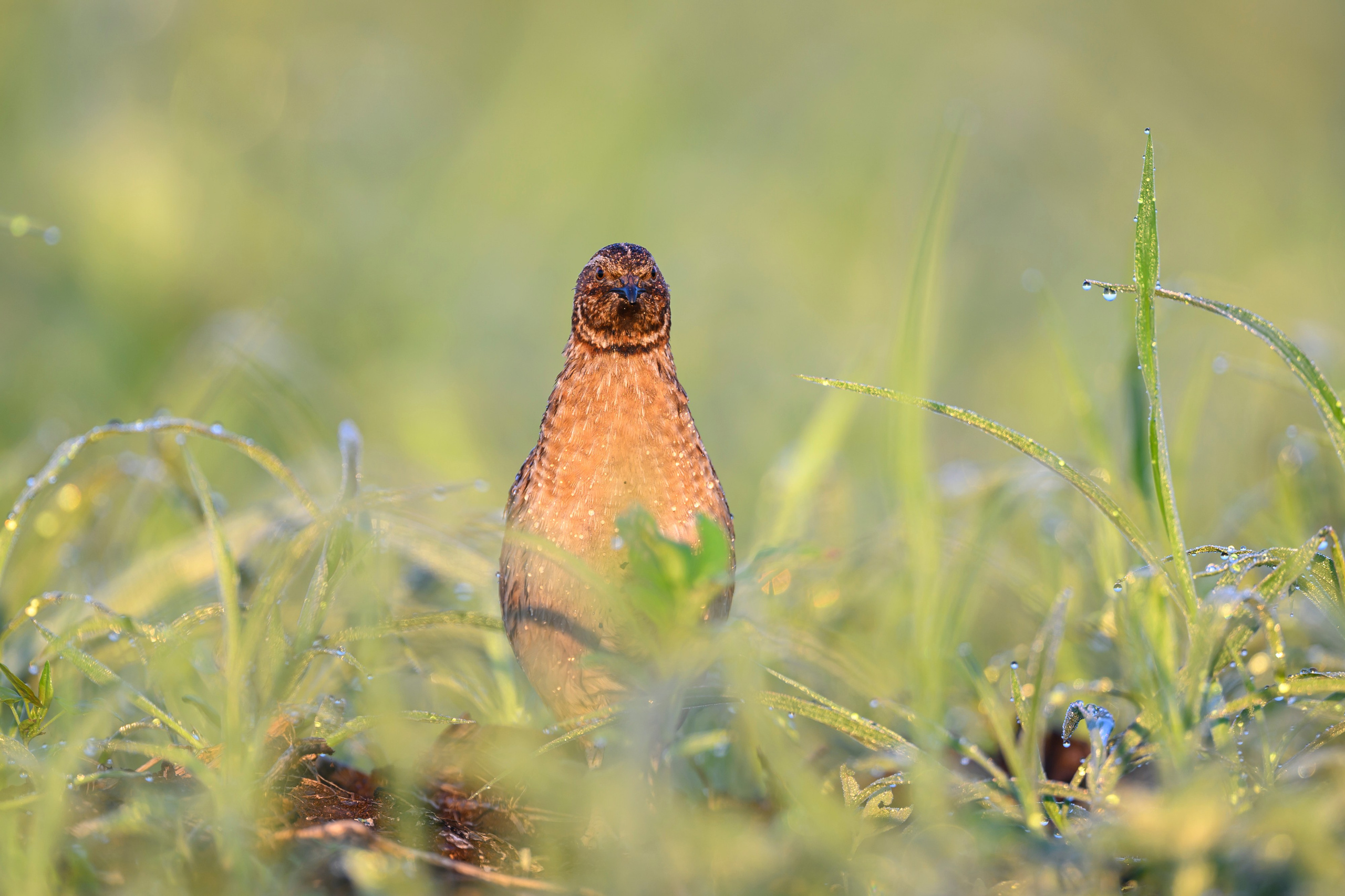 Перепела XII, роса. Фотограф Сергей Пупонин