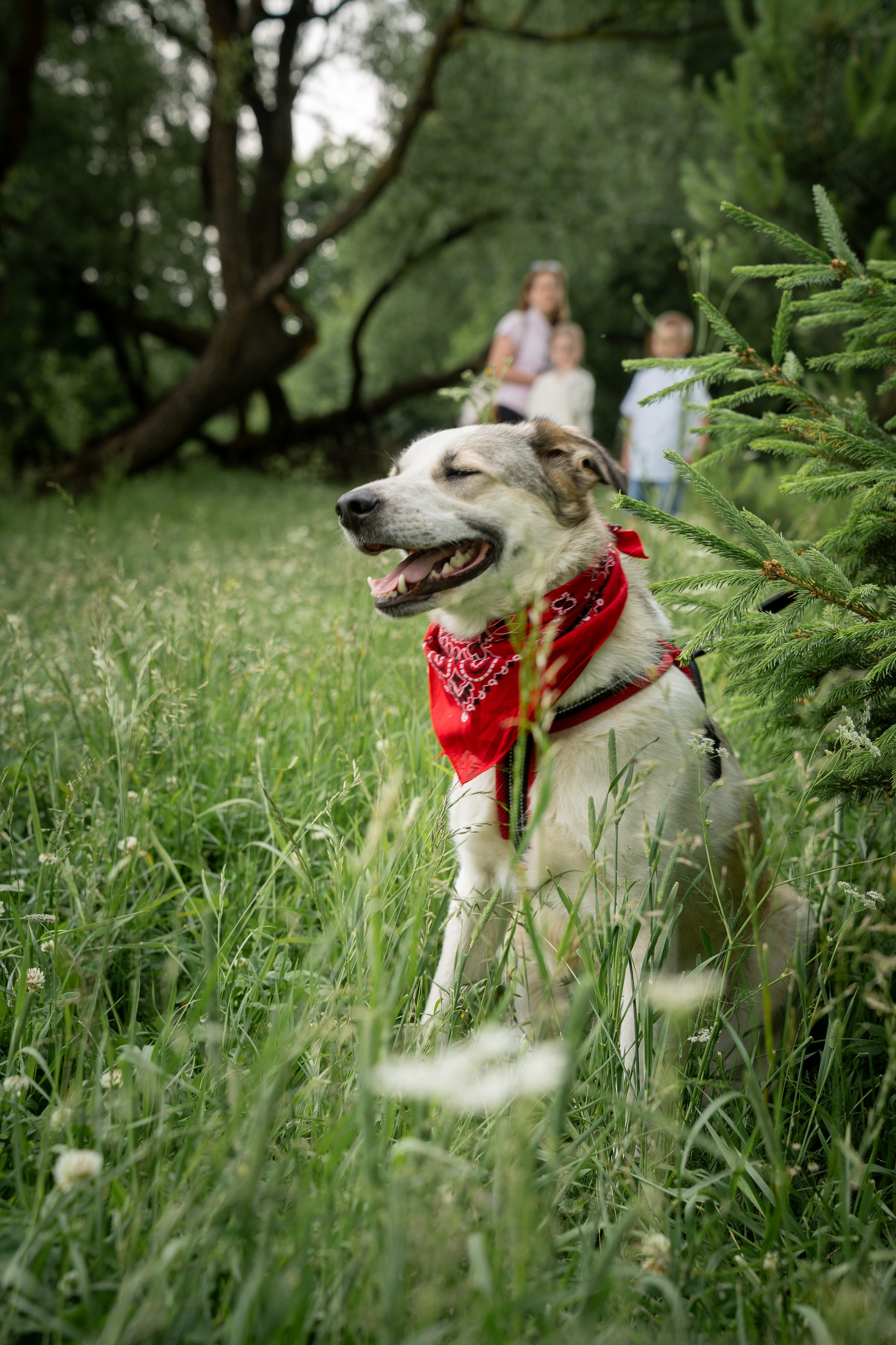Анимализм. Портретный фотограф Олеся Владимирова в Москве