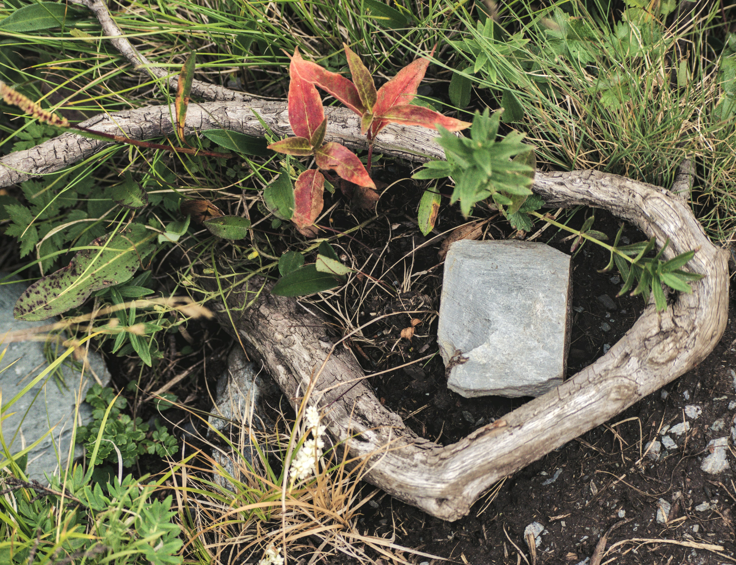 Алтай. Фотограф анималист, пейзажист, спортивные мероприятия. Новосибирск