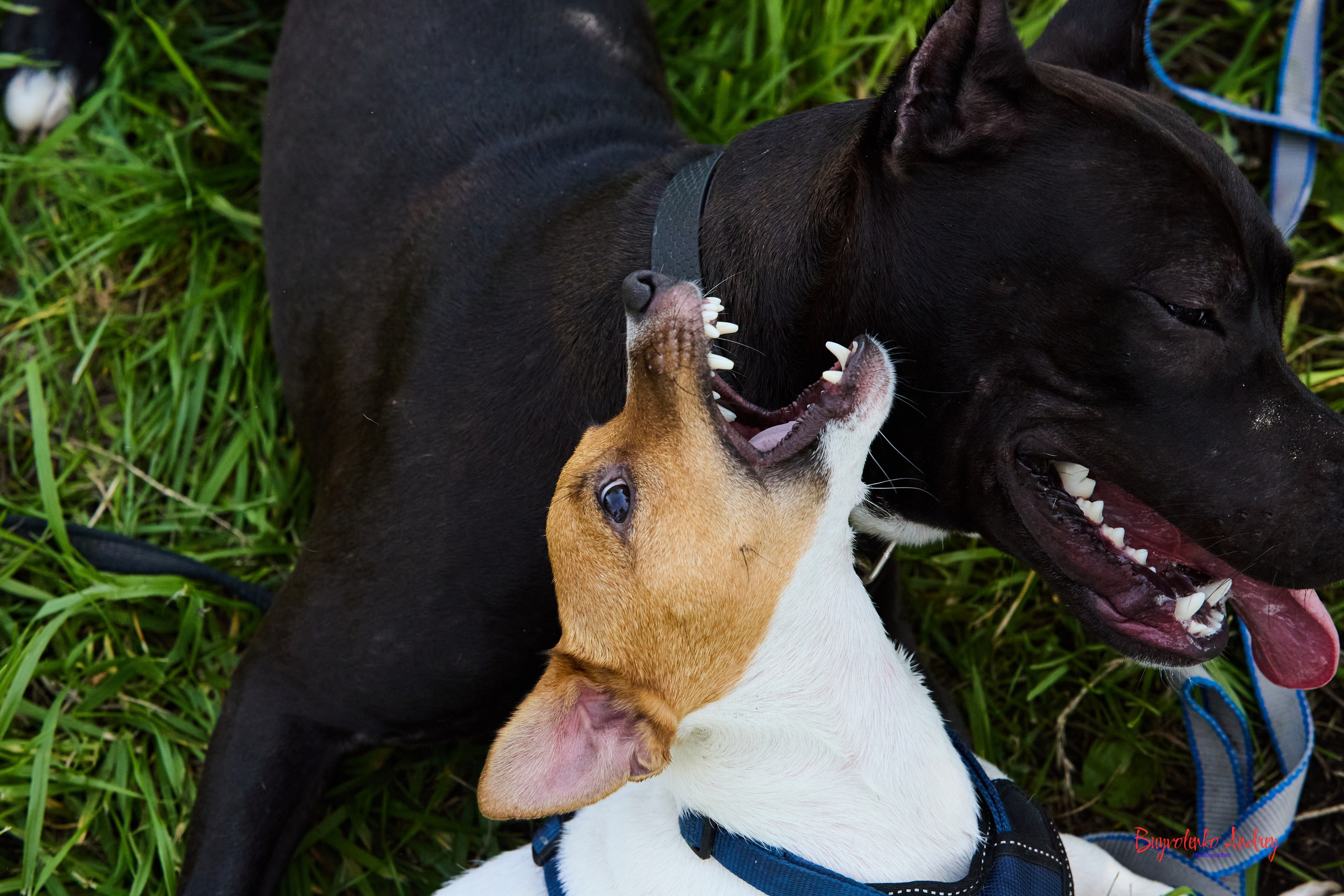 Проект фотопрогулка с хвостиком. Buyvolenko Andrey