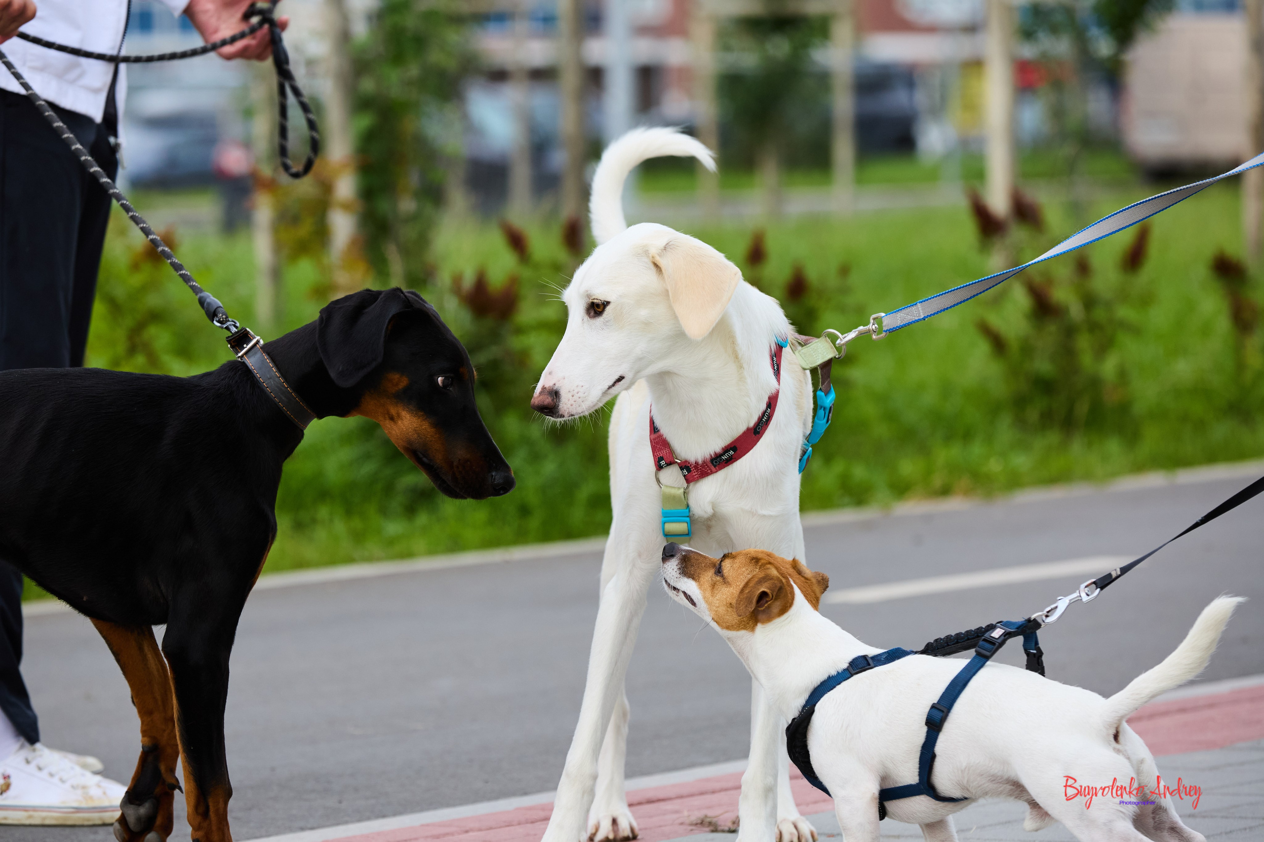 Проект фотопрогулка с хвостиком. Buyvolenko Andrey