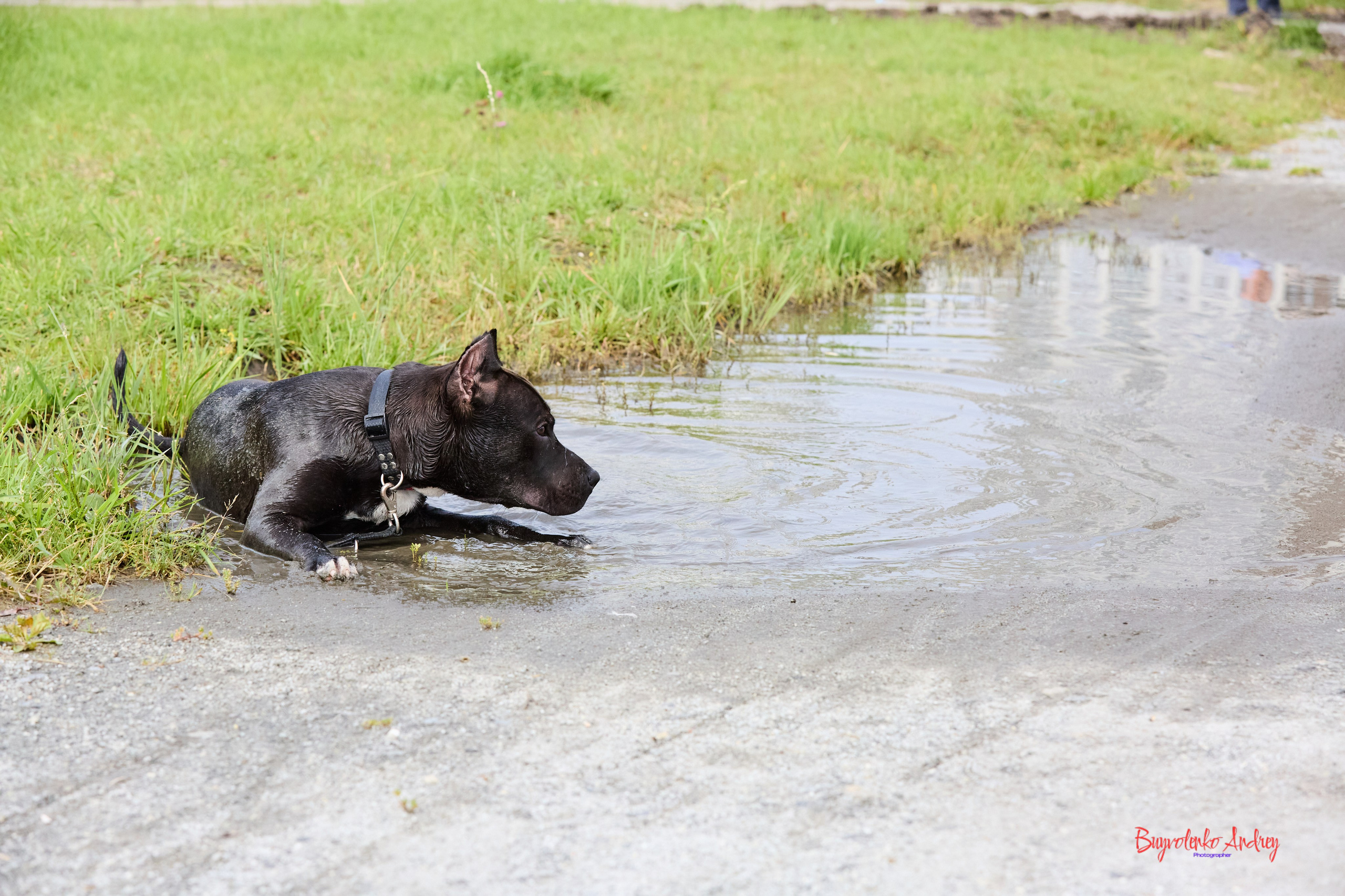 Проект фотопрогулка с хвостиком. Buyvolenko Andrey