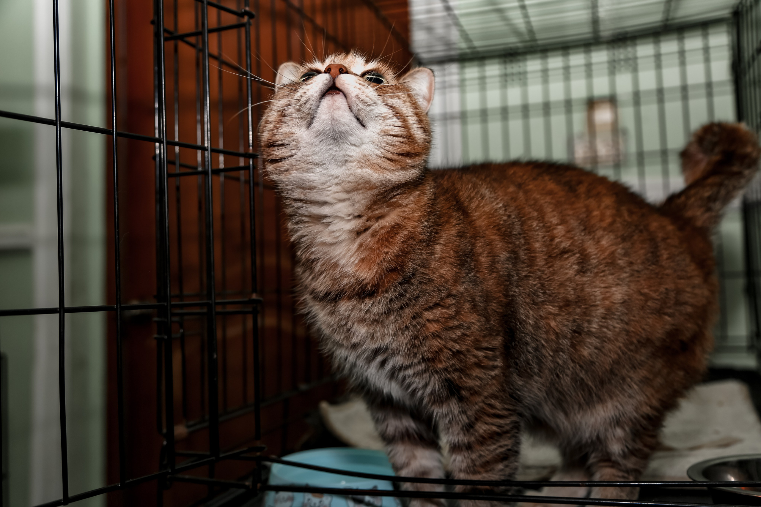 Приют Кошкин Дом Филимоша. Ваш фотограф в Оренбурге Рощупкина Екатерина