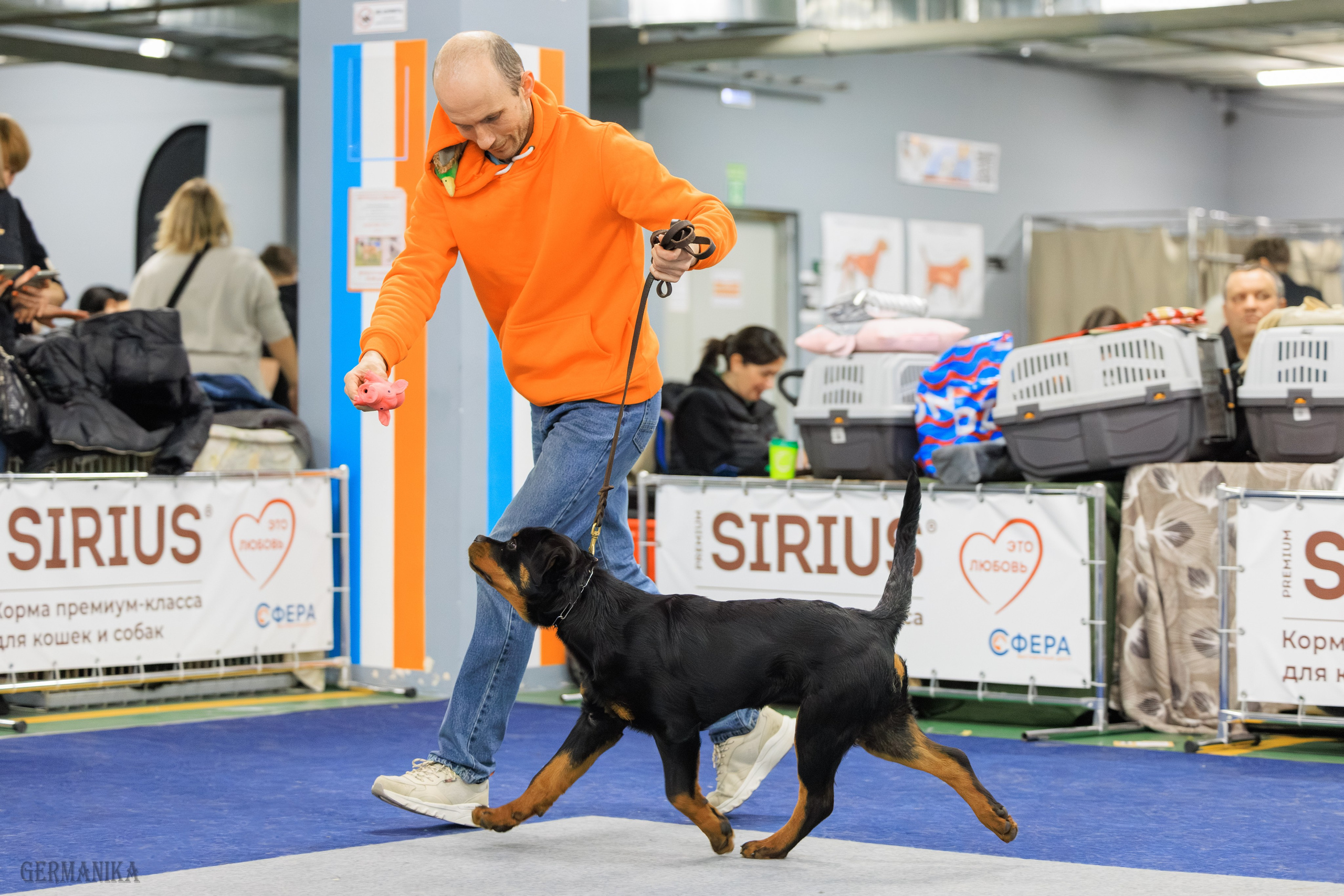Сфера 08 и 10.03.2024 2хмоно ротвейлеров+2хмоно сао. Фотограф-анималист Юлия Германика