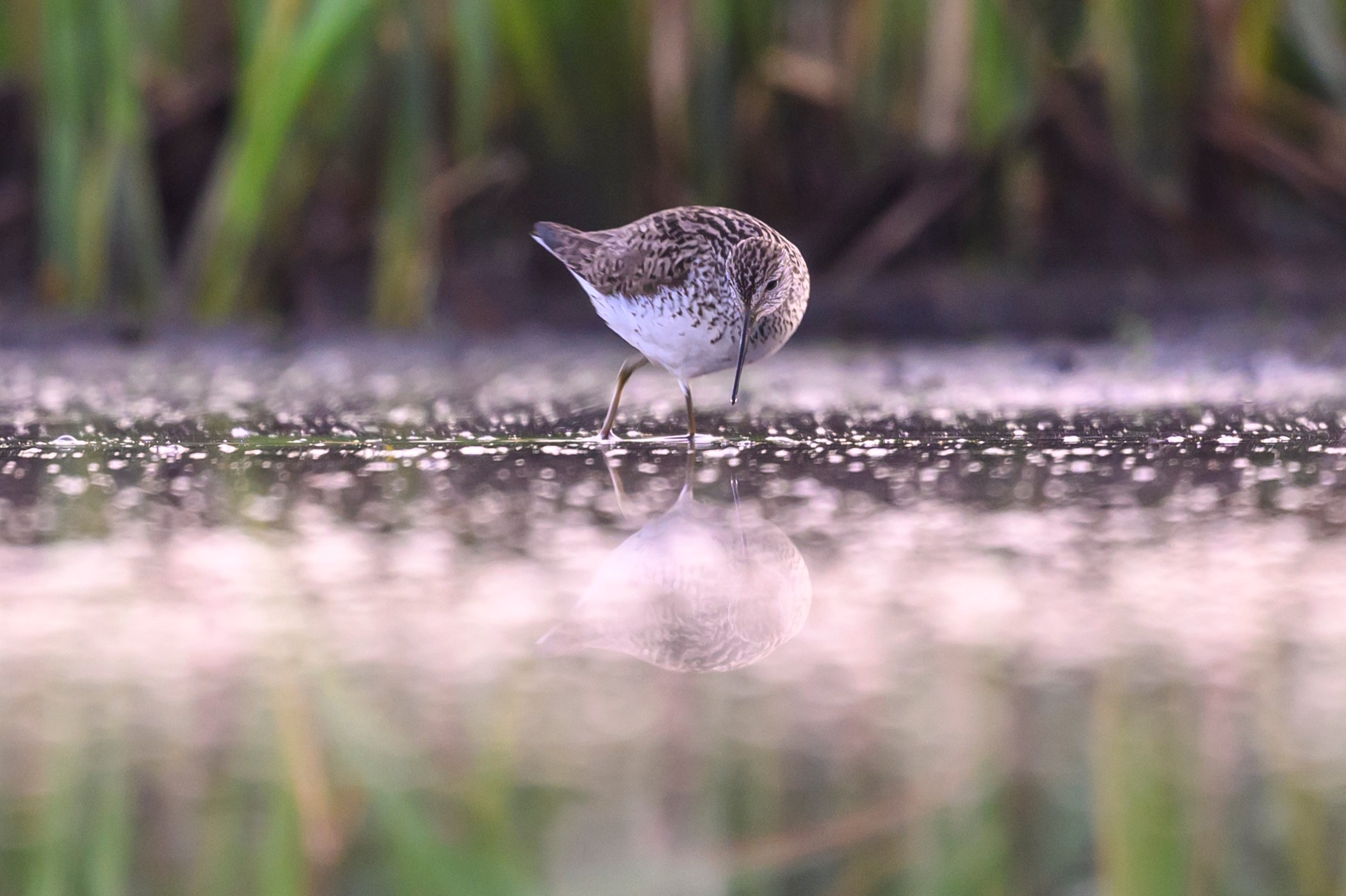 Кулики не позировали. Wildlife photography by Sergey Puponin