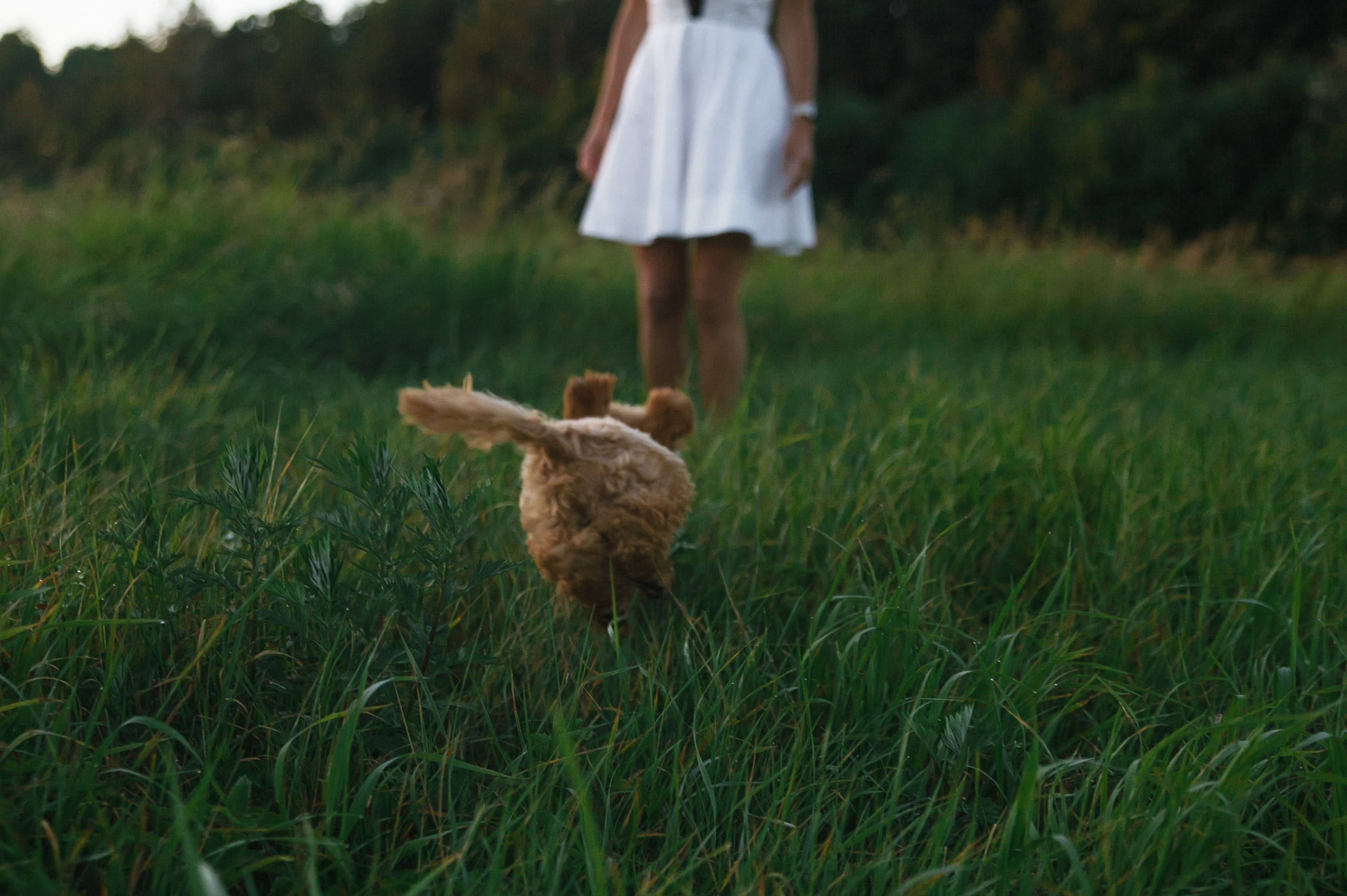 Девушка, закат, собака. Семейный фотограф, свадебный фотограф, женский портрет в Санкт-Петербу