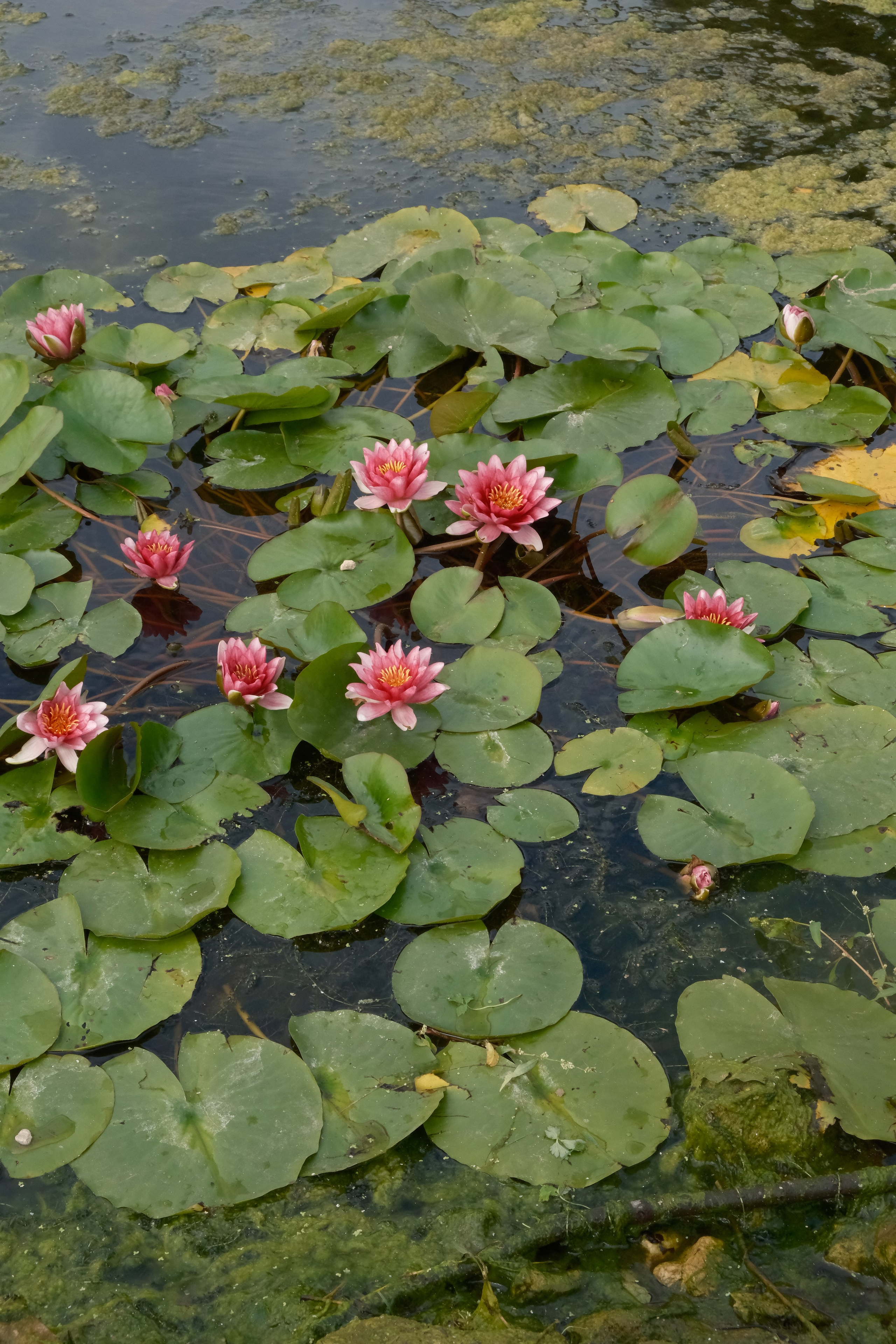 Insiders autumn. VonContent