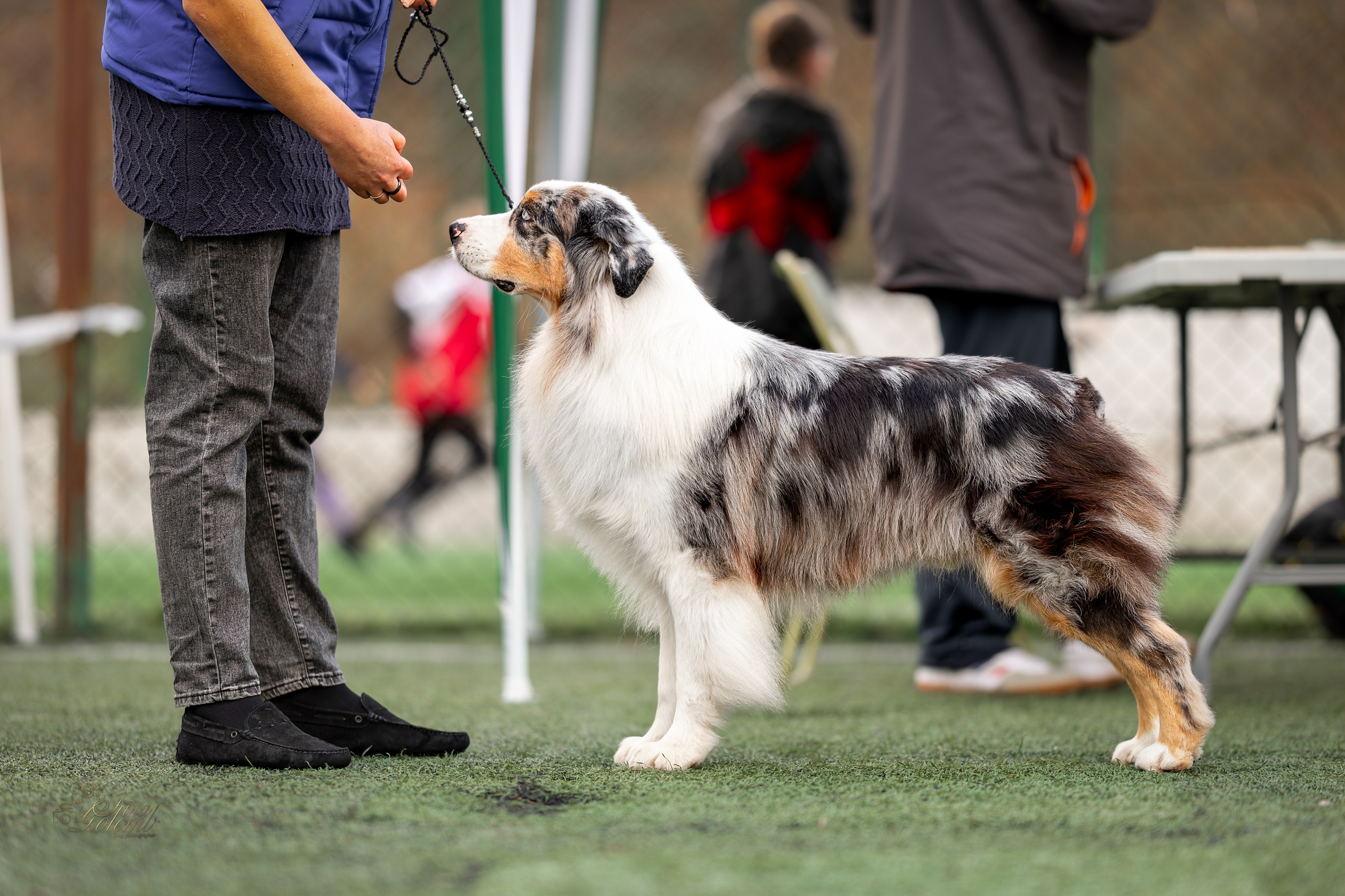 Выставка 17.12.23. Ирина Голомб|Фотограф-анималист в  Сочи и Калининграде