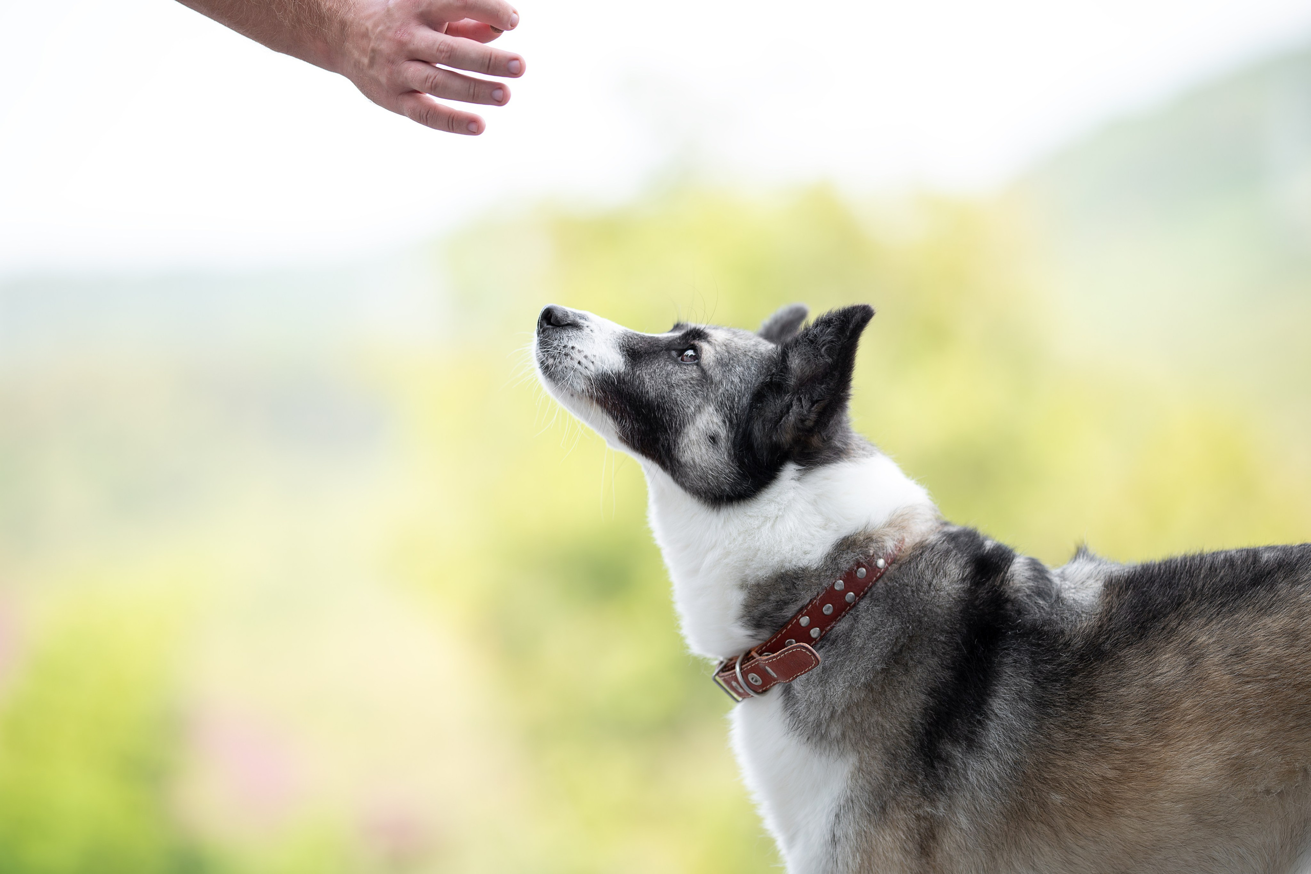 Мини-приют «Возрождение». Ирина Голомб|Фотограф-анималист в  Сочи и Калининграде